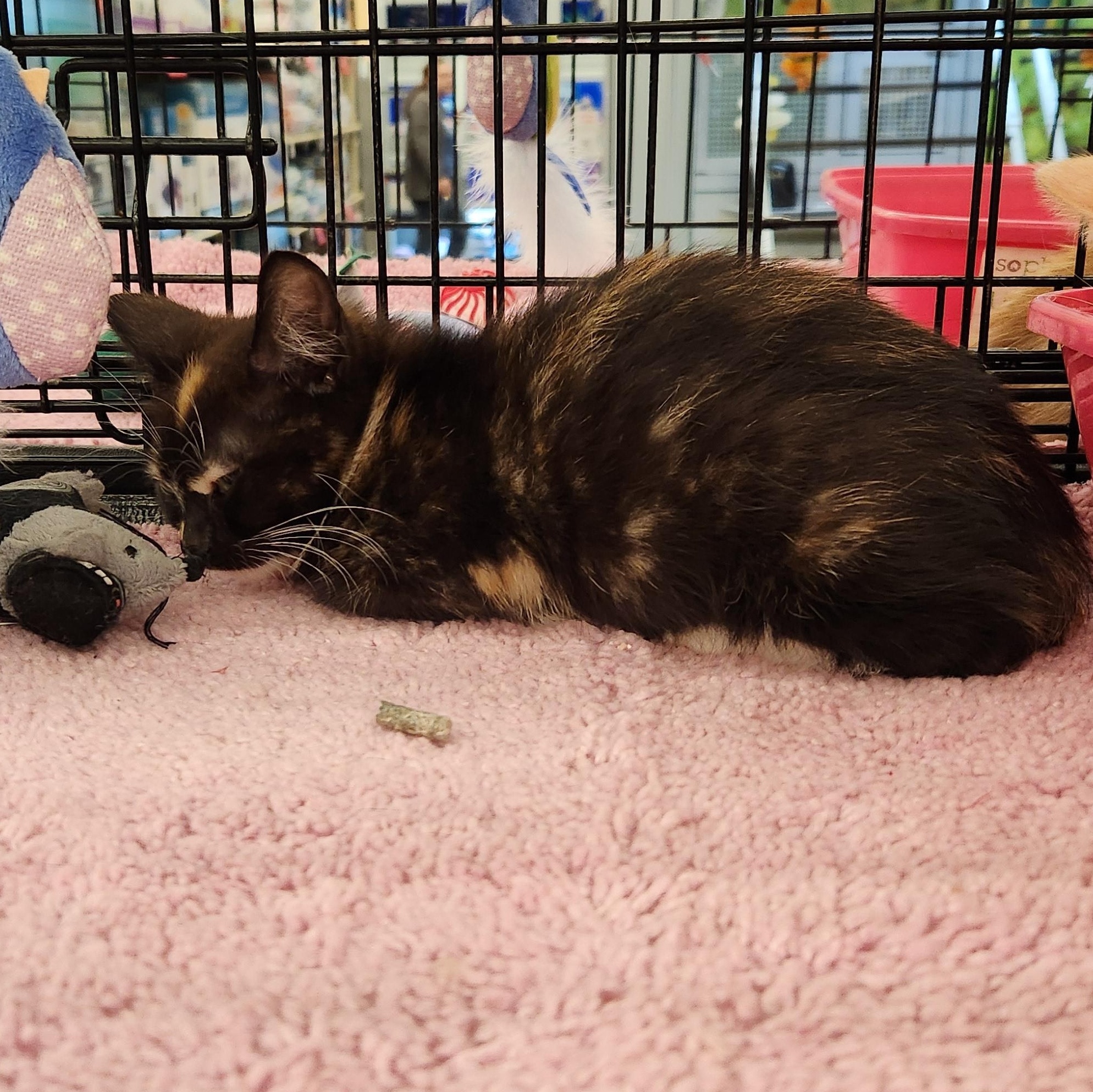 Petunia