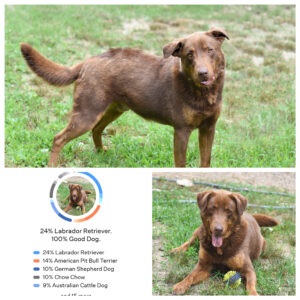 Buster, an adopted Chocolate Labrador Retriever in Hot Springs, AR_image-1