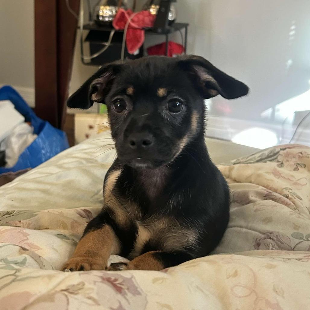 Enlarge Emilio, a Adoptable Chihuahua in Katy, TX image 1/1