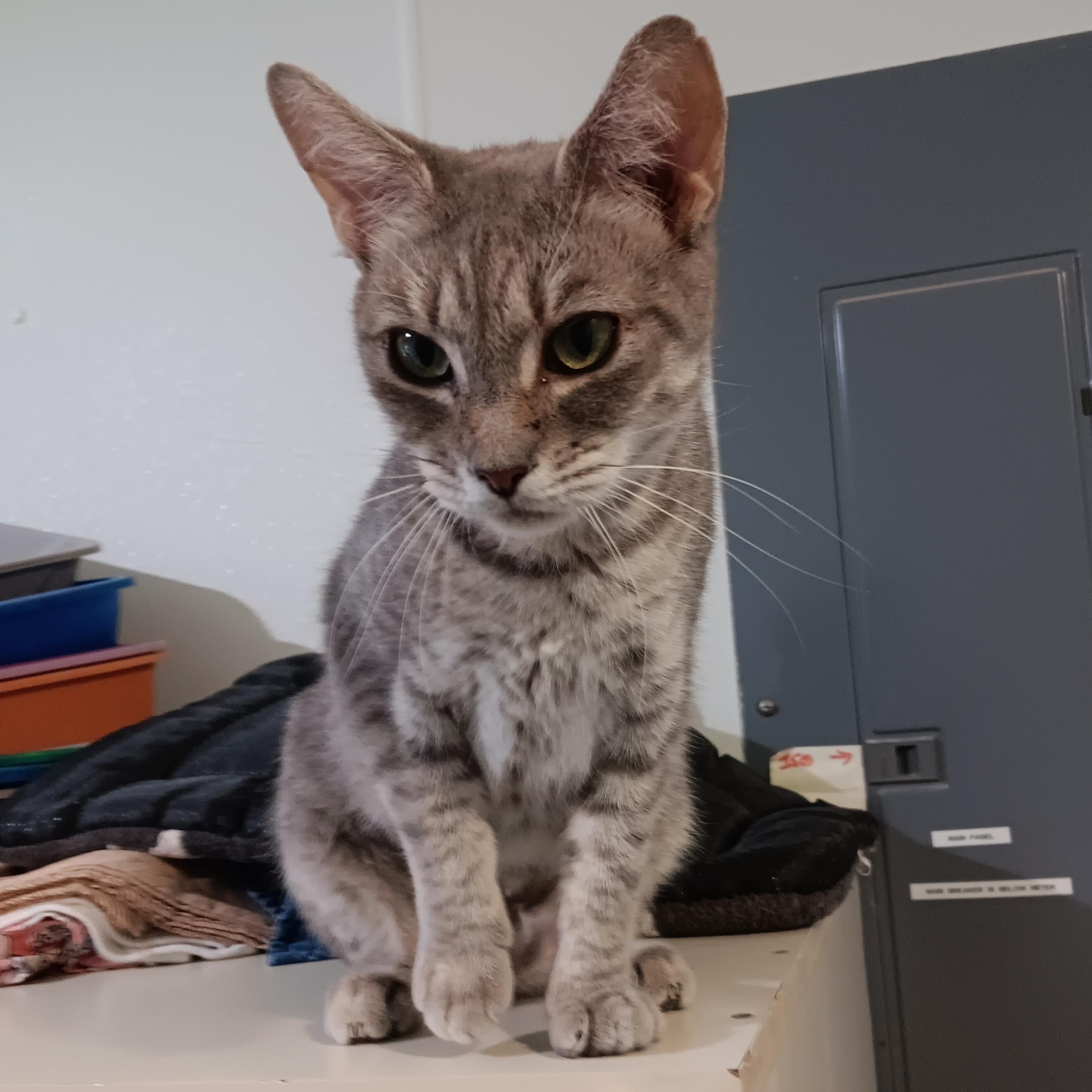 Cats for Adoption Augusta Maine: Find Your Perfect Feline Friend