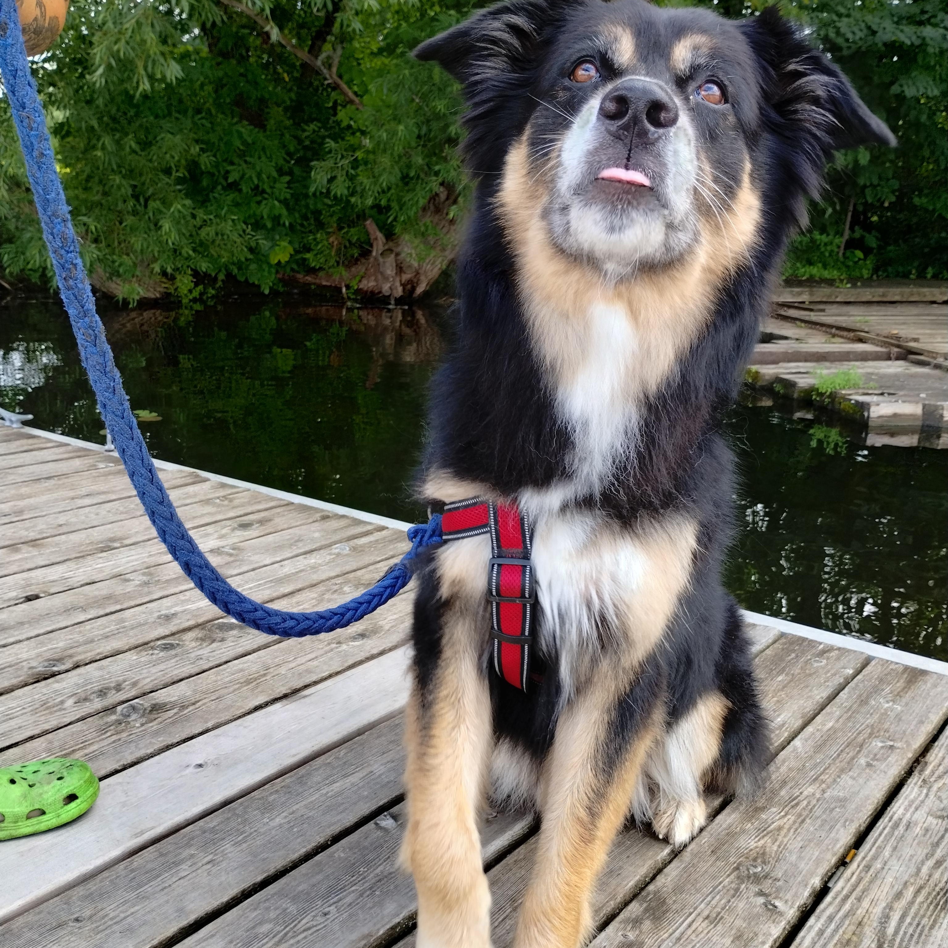 Enlarge Atticus, a Adopted mixed breed in Ottawa, ON image 4/5