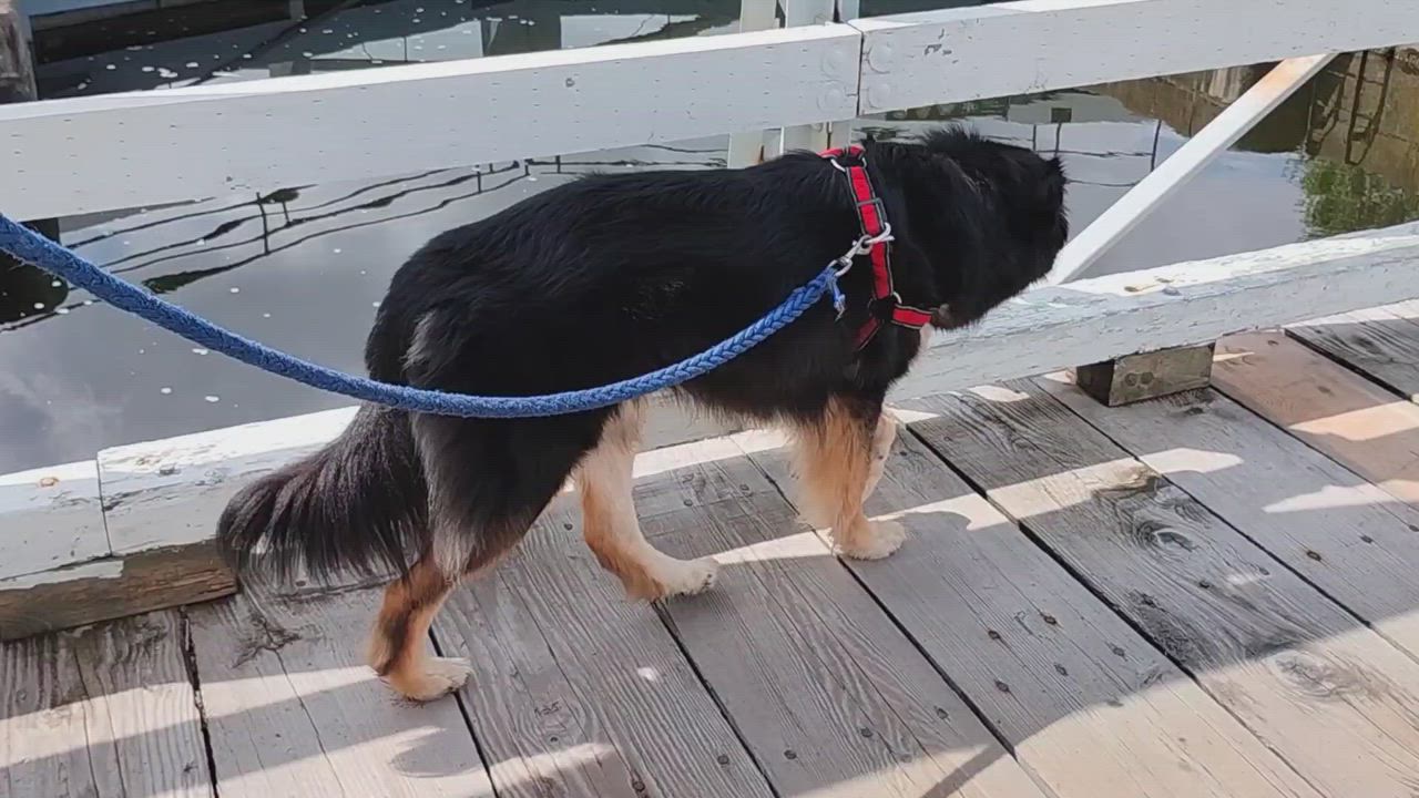 Enlarge Atticus, a Adopted mixed breed in Ottawa, ON video 5/5