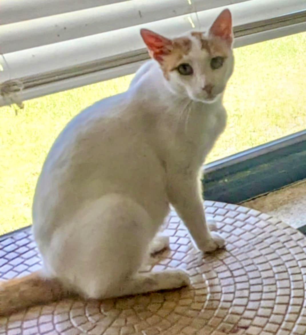 Kevin, Adult Male Turkish Van