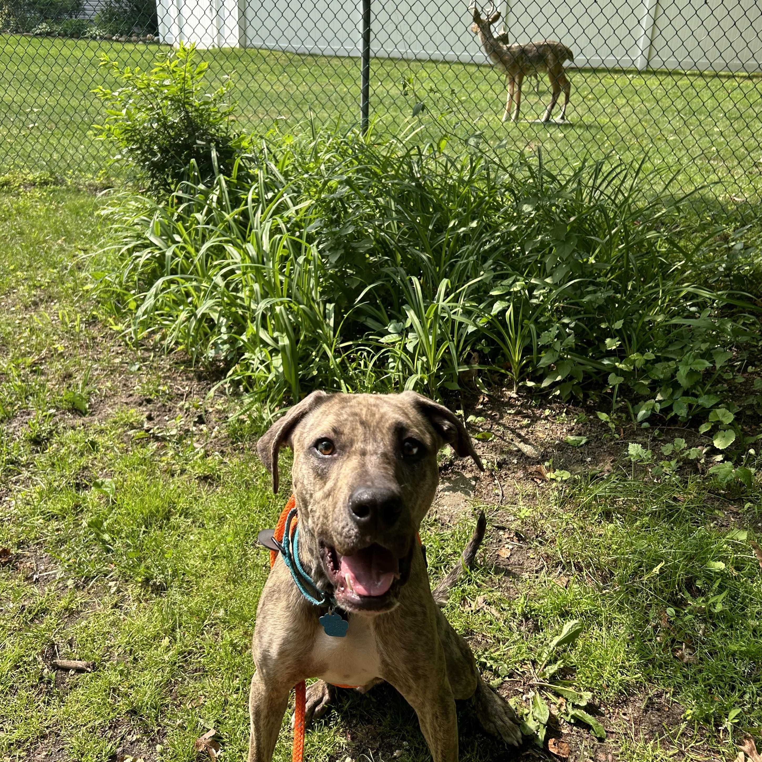 Blue, a Adoptable mixed breed in Medford, NY image 2/5