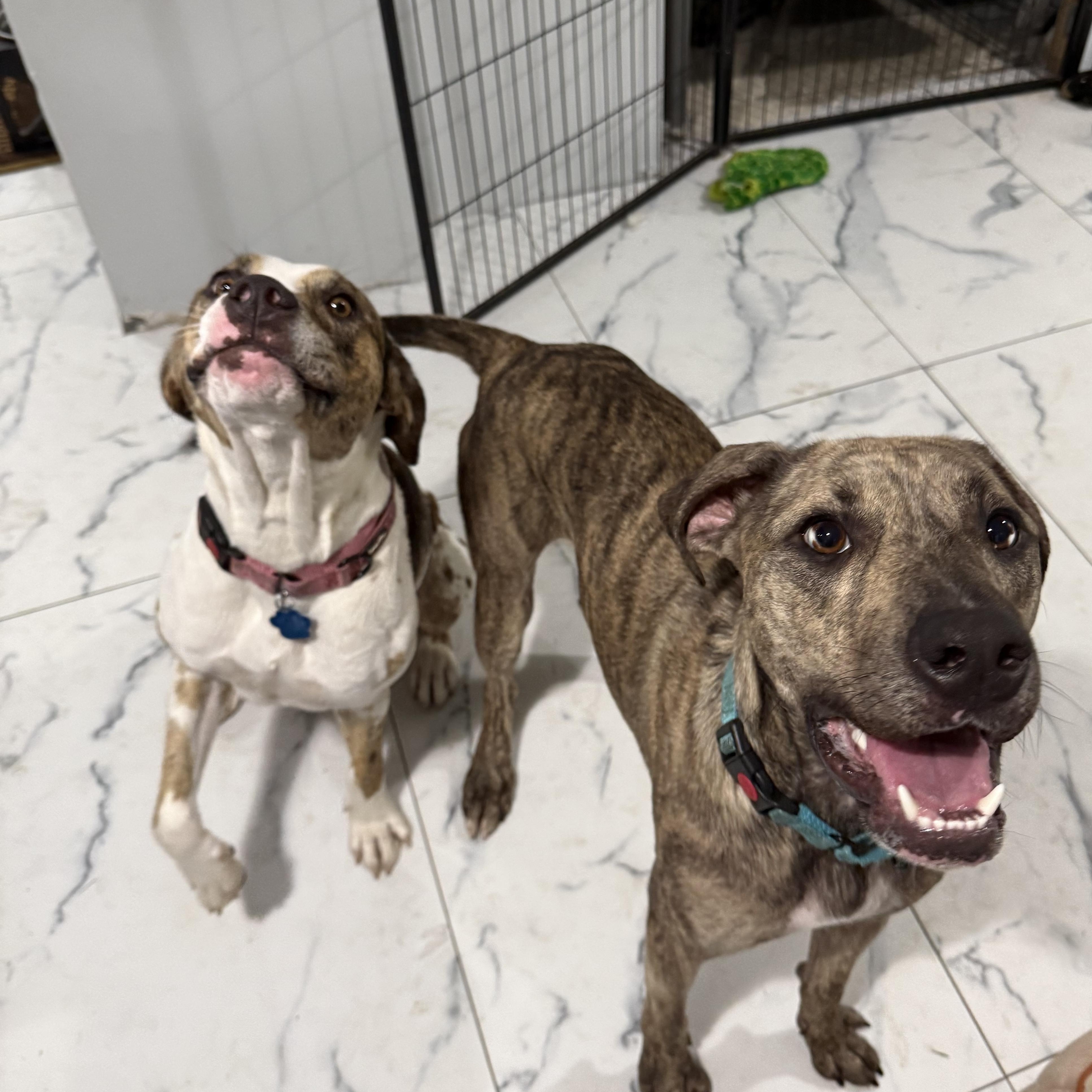 Blue, a Adoptable mixed breed in Medford, NY image 5/5