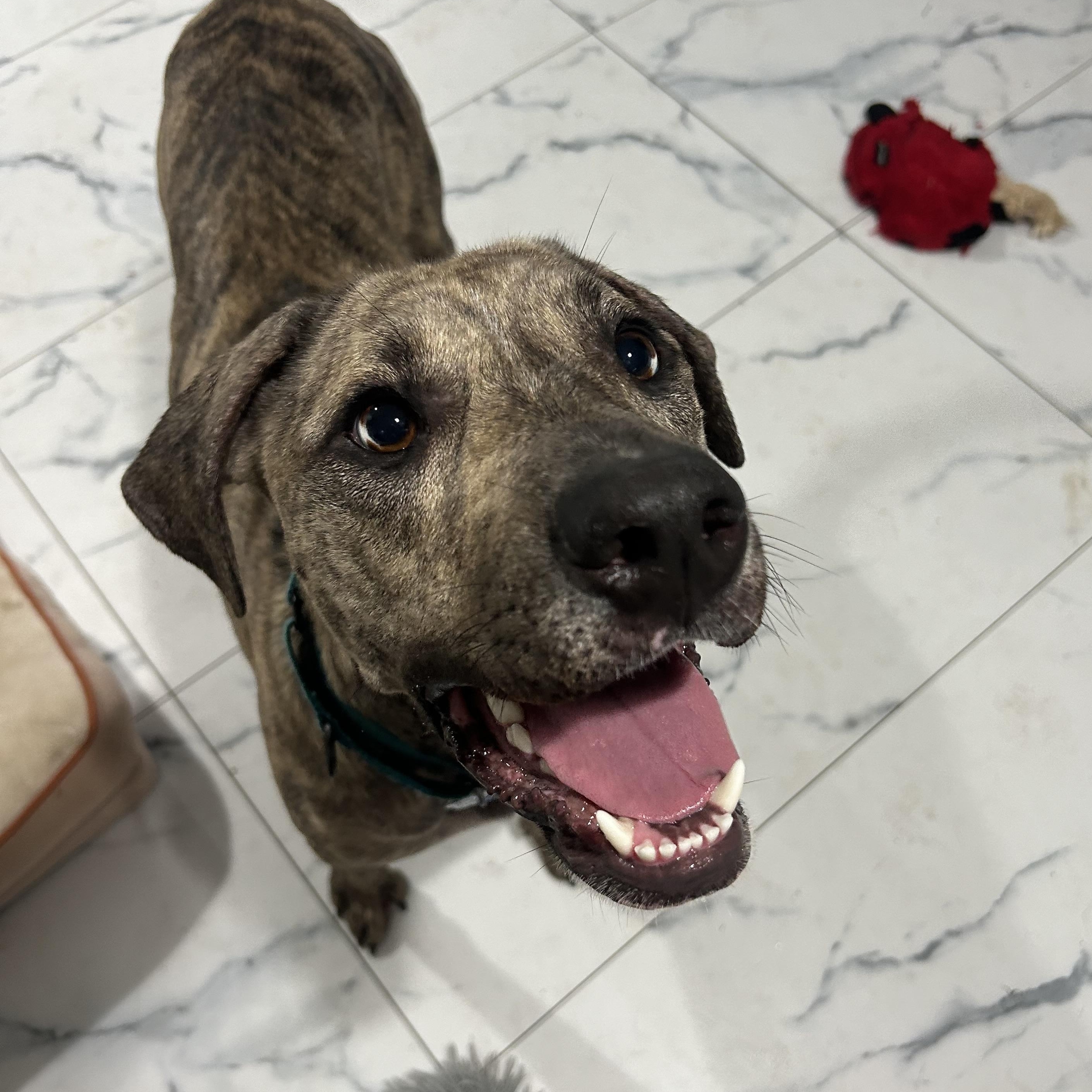 Blue, a Adoptable mixed breed in Medford, NY image 3/5