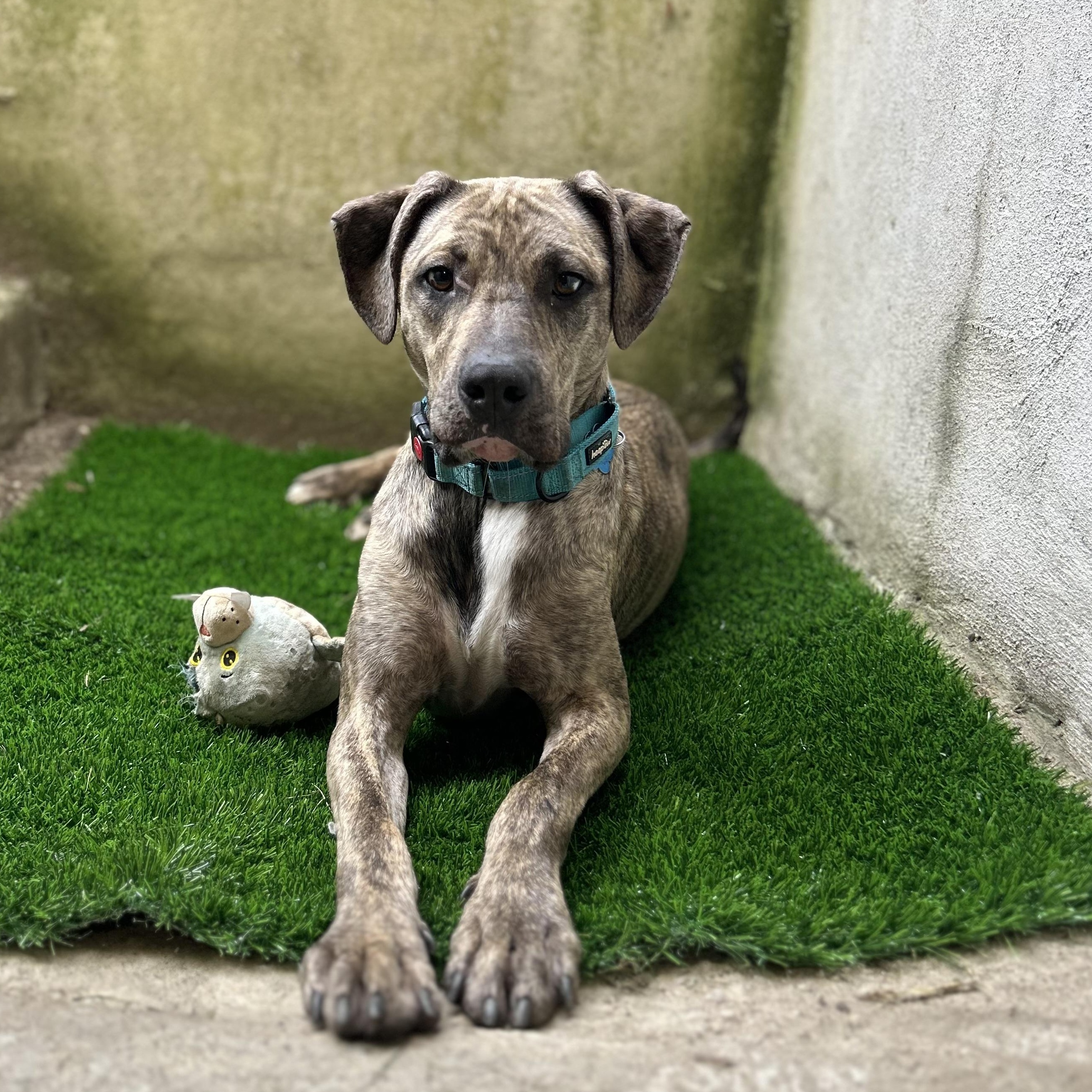 Blue, a Adoptable mixed breed in Medford, NY image 1/5