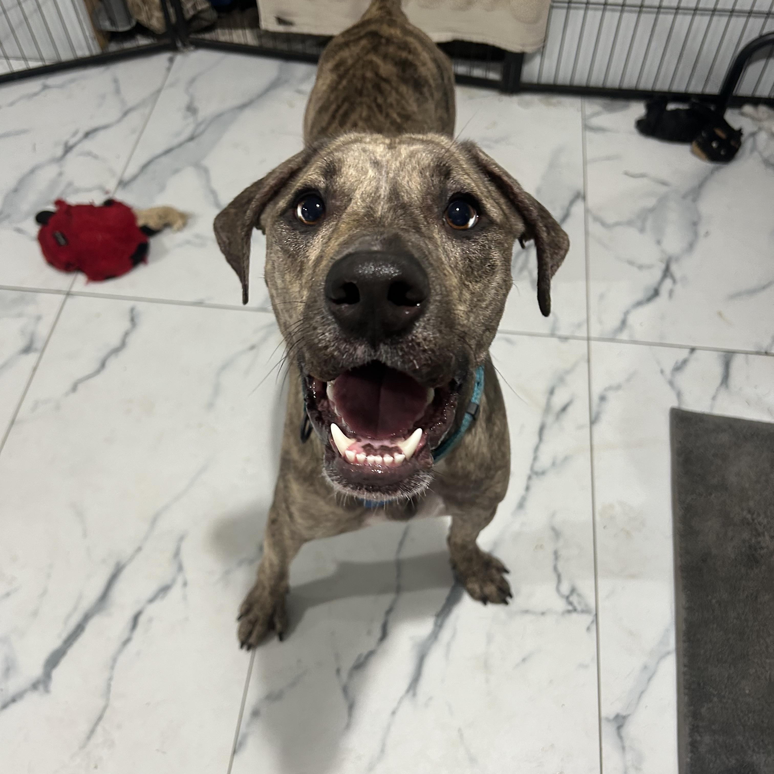 Blue, a Adoptable mixed breed in Medford, NY image 4/5