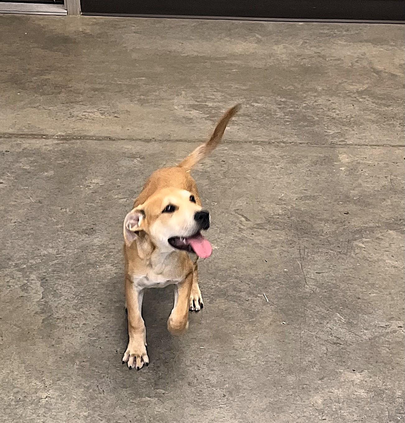 Enlarge Harper, a Adoptable mixed breed in Hot Springs, AR image 1/2