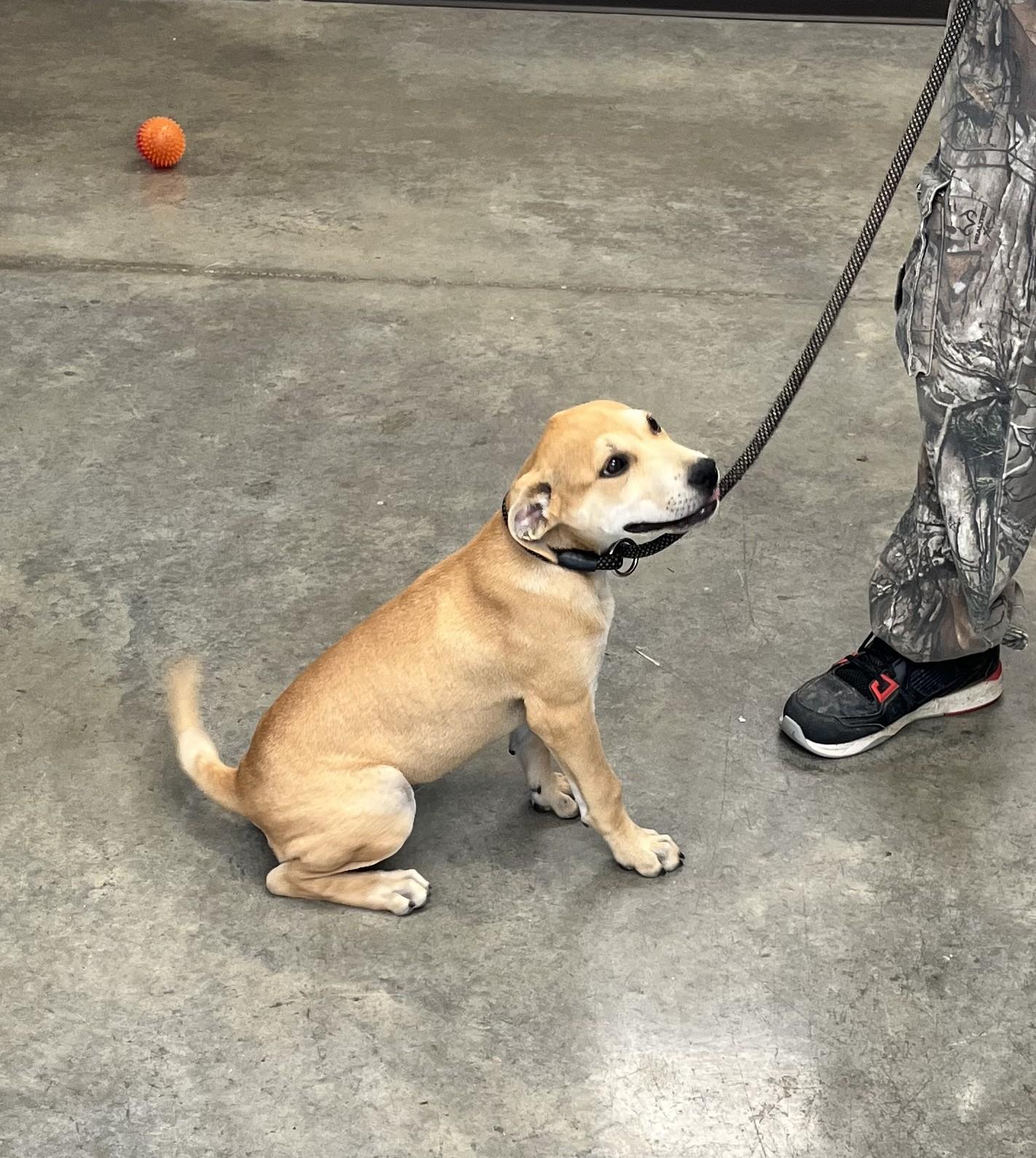 Enlarge Harper, a Adoptable mixed breed in Hot Springs, AR image 2/2