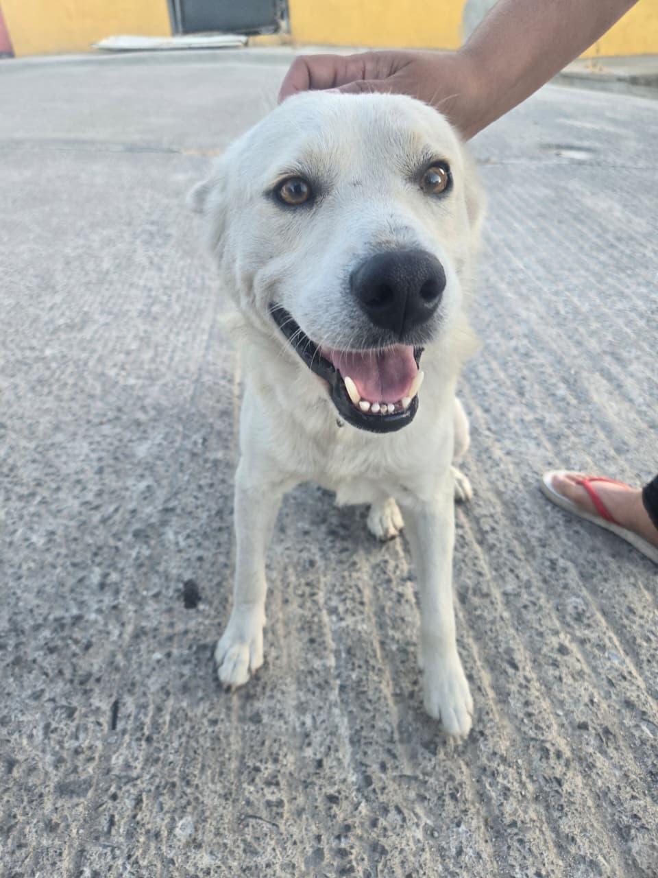 coyote, Adoptable, Adult Male German Shepherd Dog & Husky.