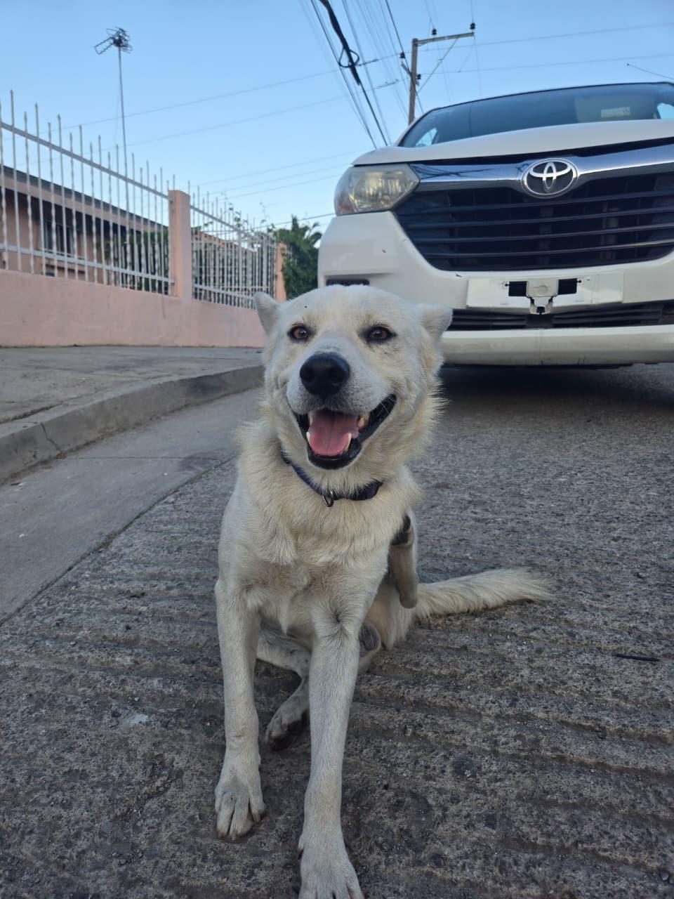 Enlarge coyote, a Adoptable mixed breed in Tijuana, BCN image 2/4