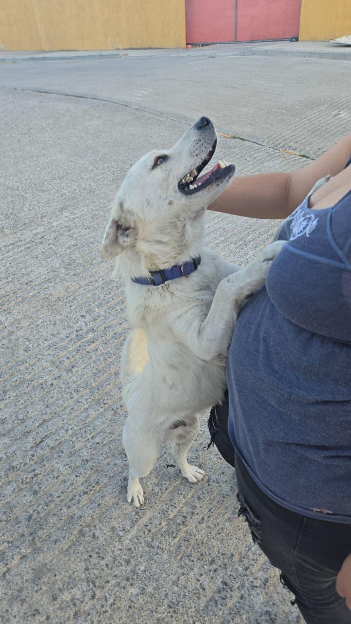 Enlarge coyote, a Adoptable mixed breed in Tijuana, BCN image 3/4