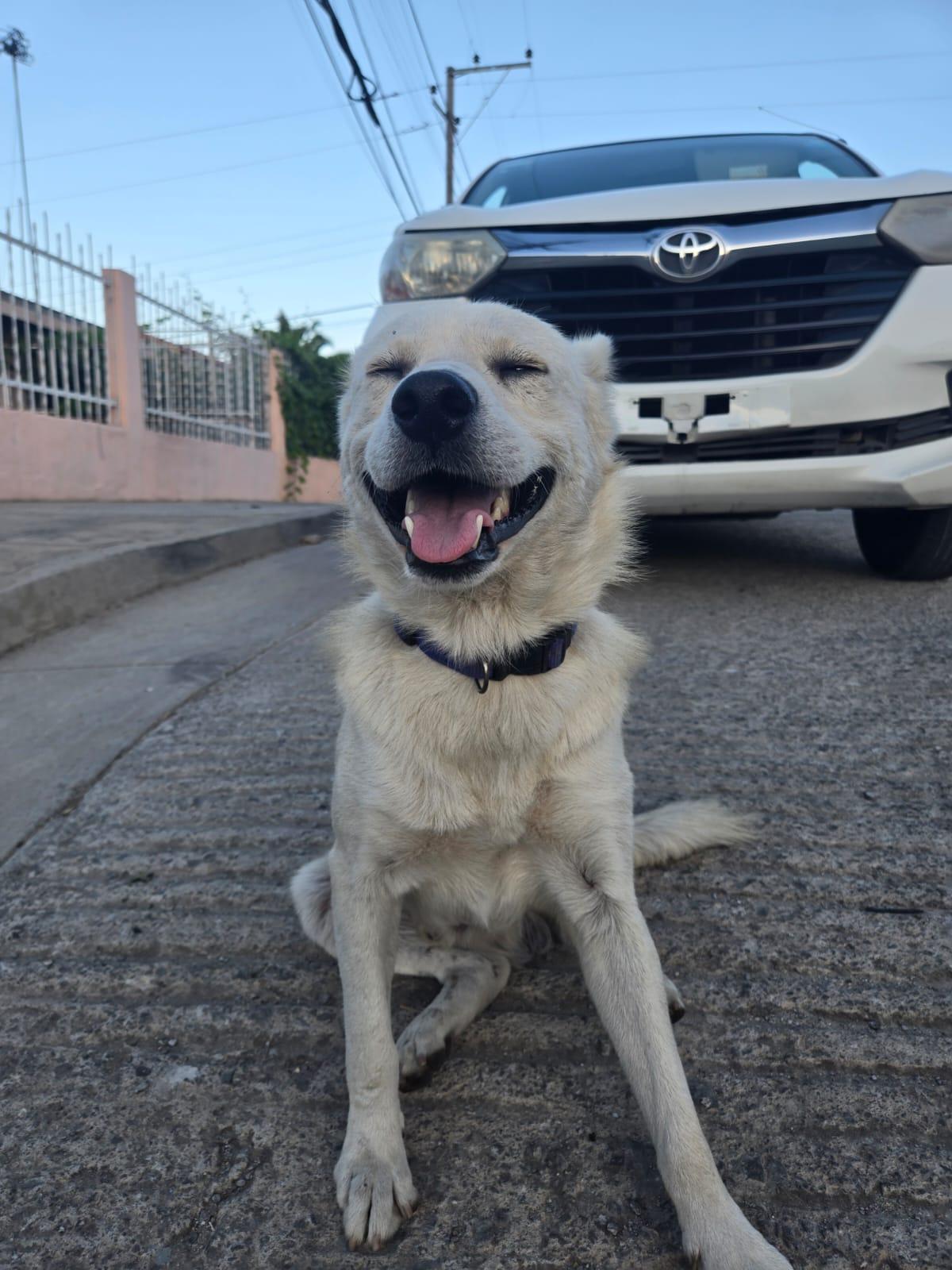 Enlarge coyote, a Adoptable mixed breed in Tijuana, BCN image 4/4
