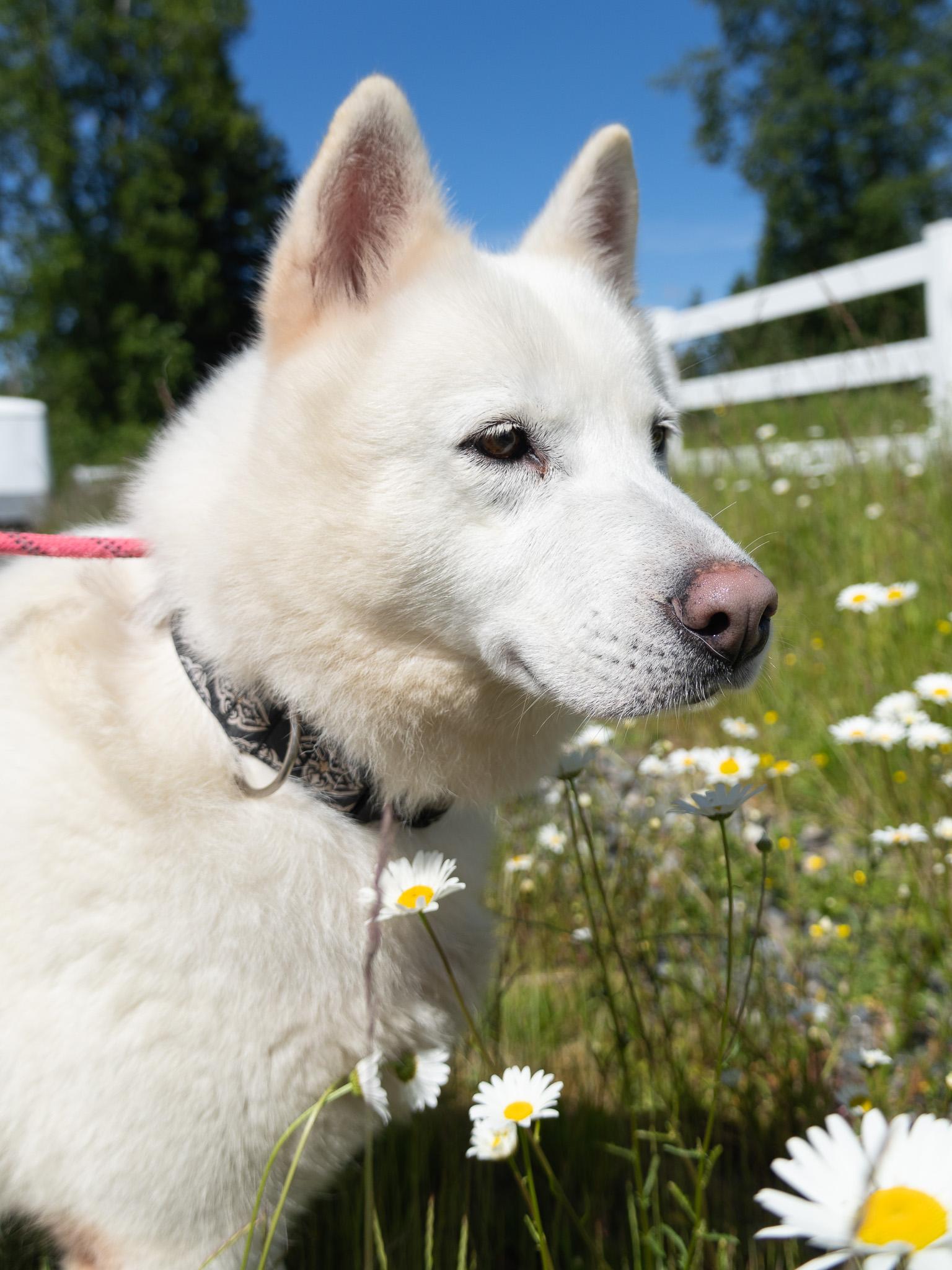 River, Adult Female Siberian Husky