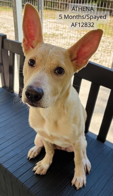 Athena, Adoptable, Young Female Pit Bull Terrier.