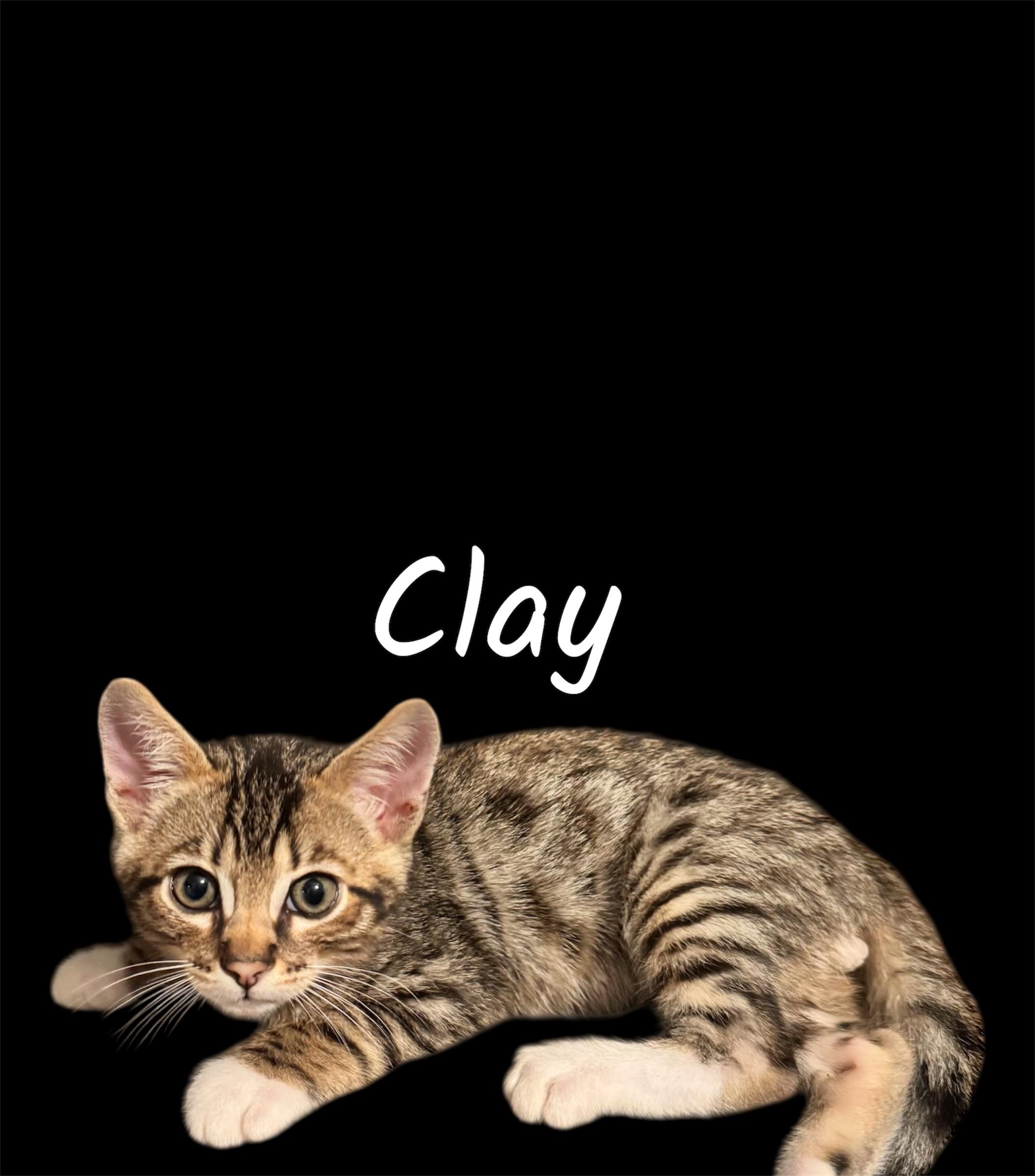 Clay, adopted, Kitten Male Bengal.