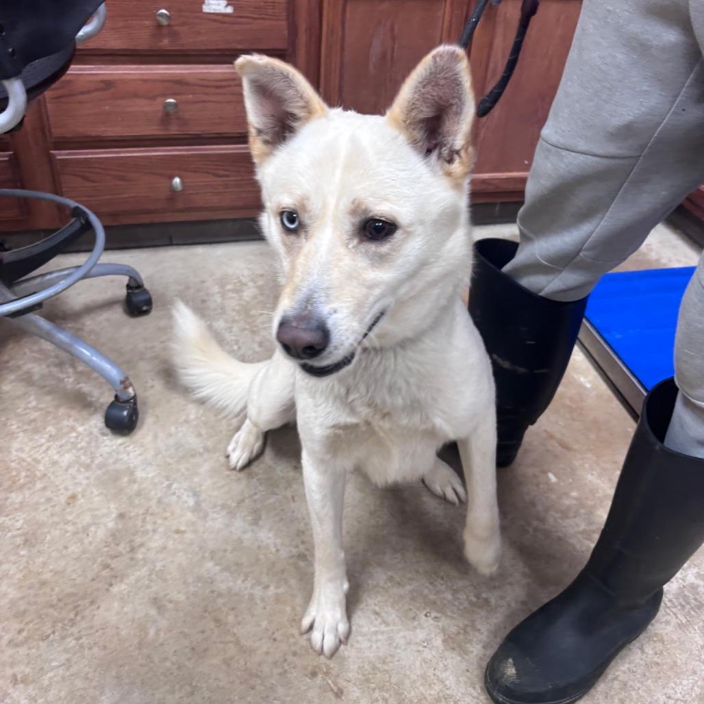 Kimchi, Adoptable, Adult Male Husky & Mixed Breed.
