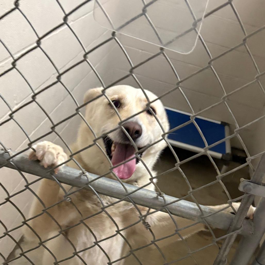 Kimchi, a Adoptable mixed breed in West Point, MS image 2/3