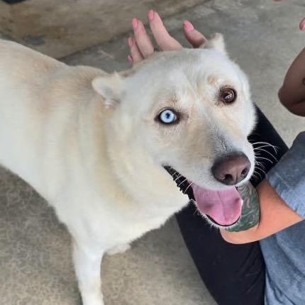 Kimchi, a Adoptable mixed breed in West Point, MS image 3/3