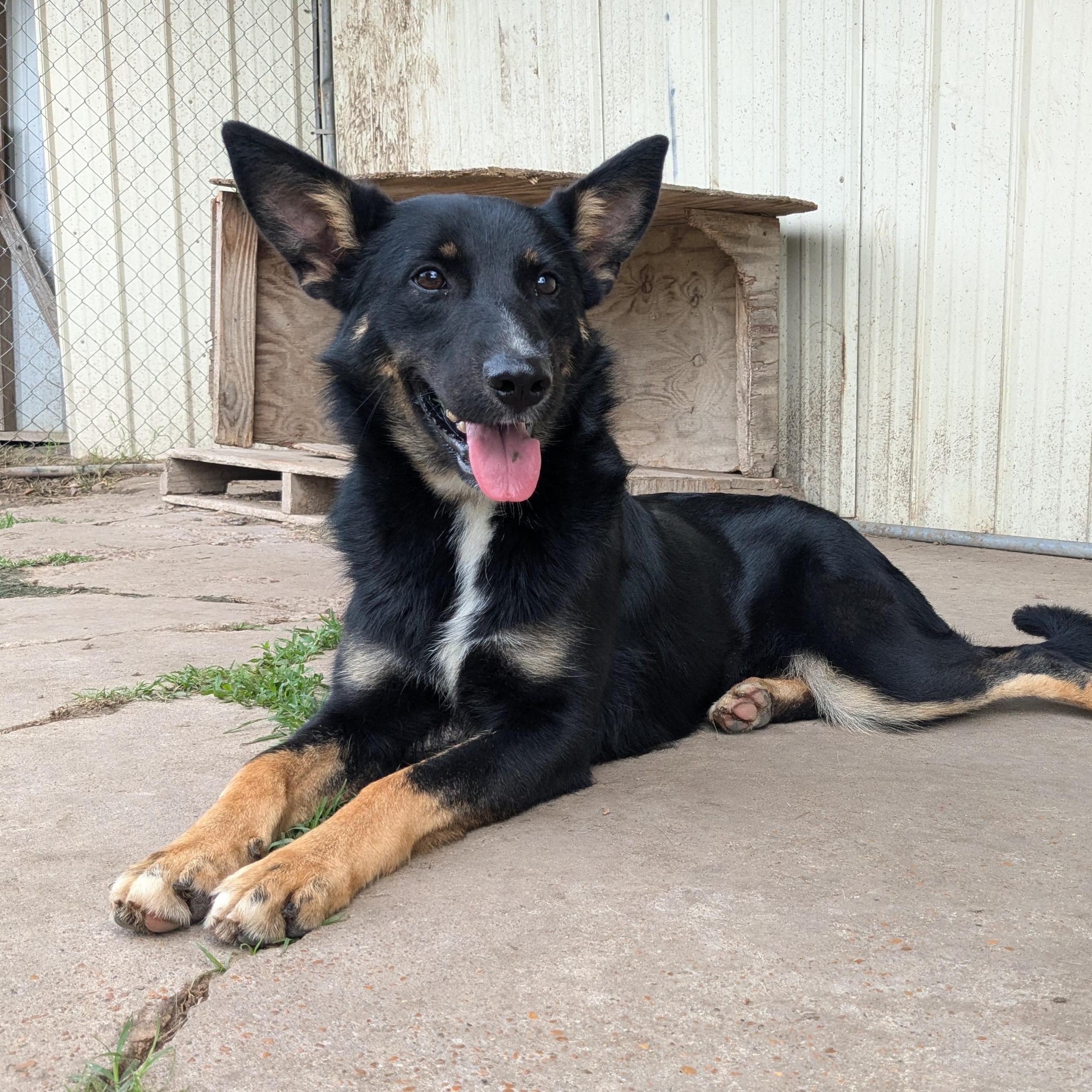 Hiedi, a Adopted mixed breed in Manchester, NH image 1/5