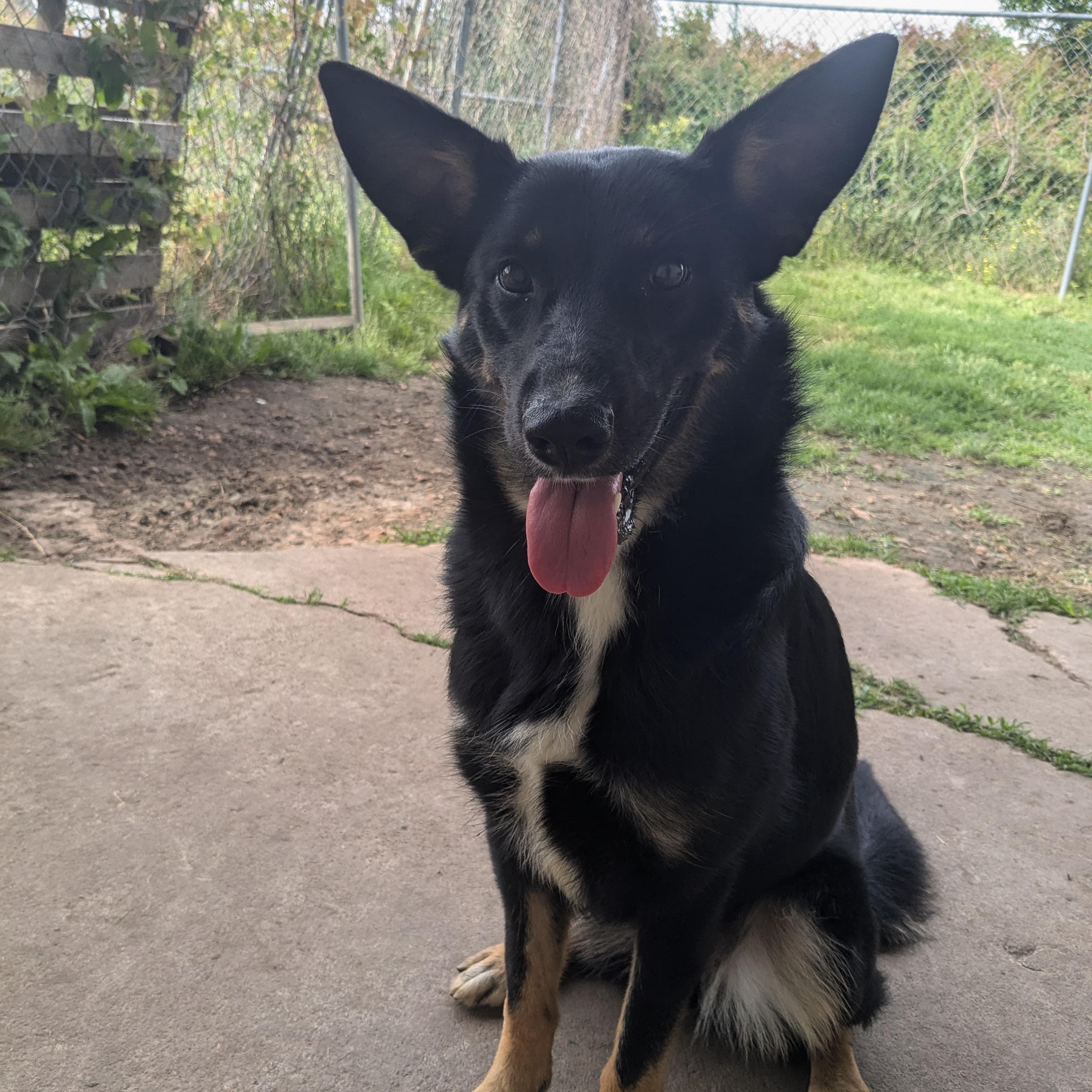 Hiedi, a Adopted mixed breed in Manchester, NH image 2/5