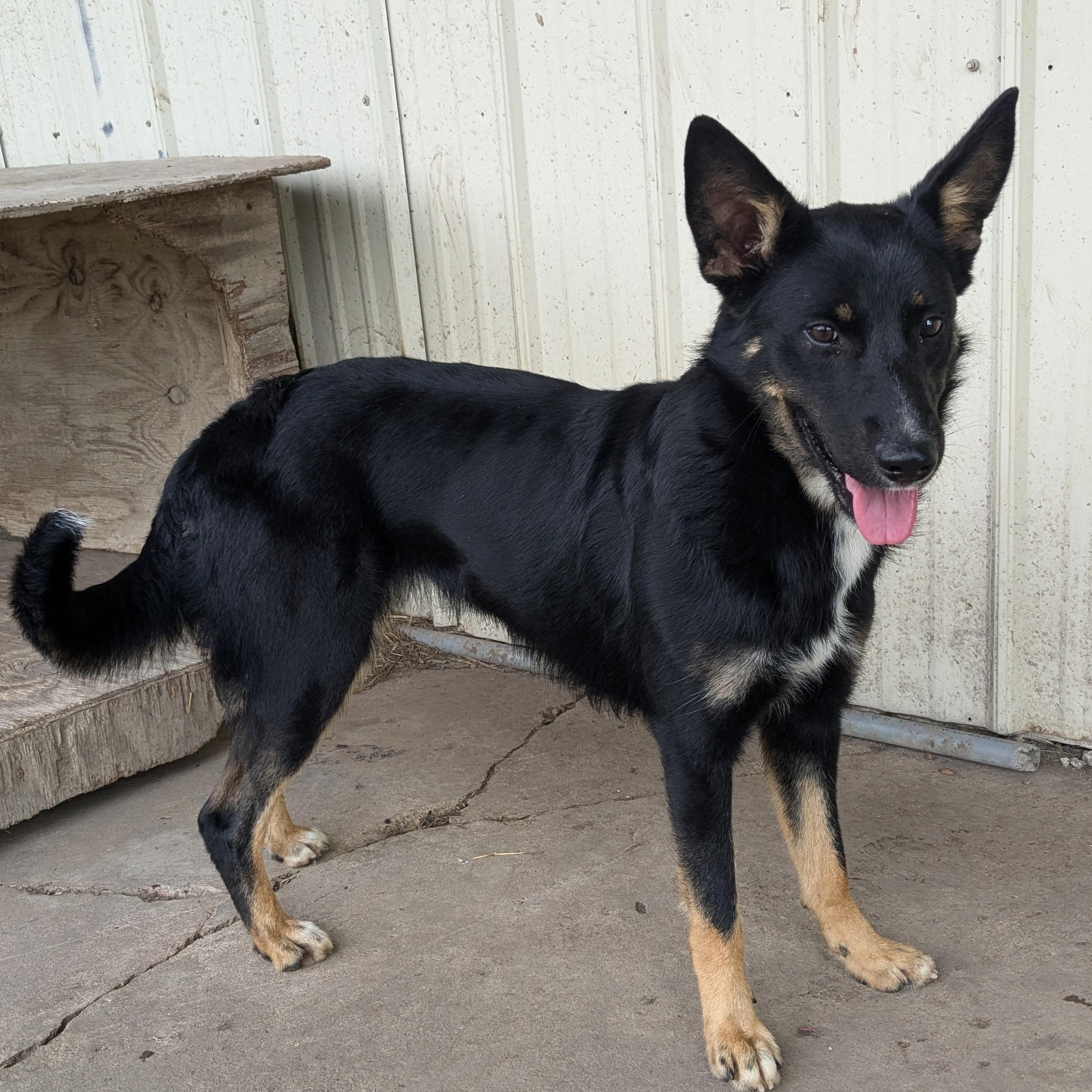 Hiedi, a Adopted mixed breed in Manchester, NH image 3/5