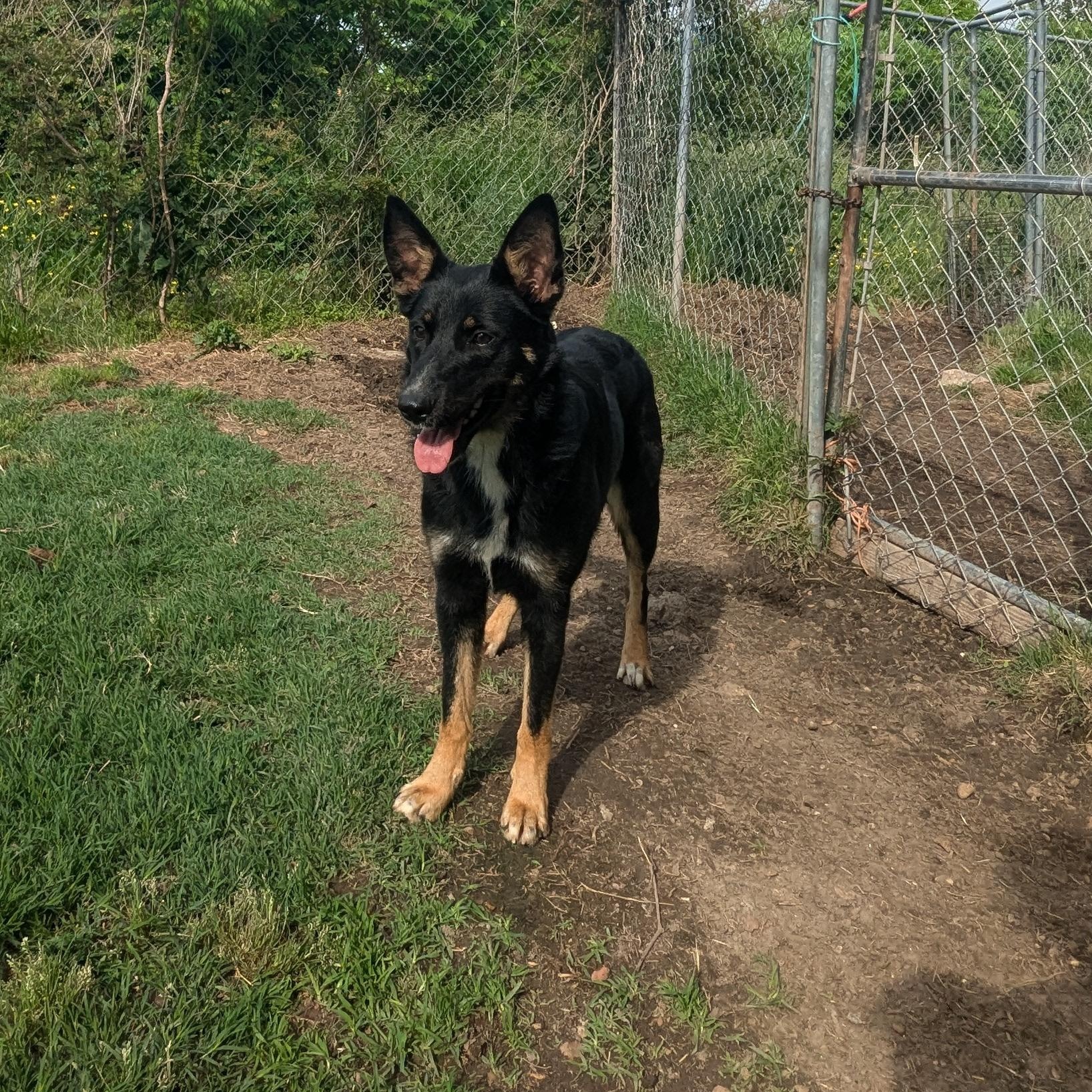 Hiedi, a Adopted mixed breed in Manchester, NH image 4/5