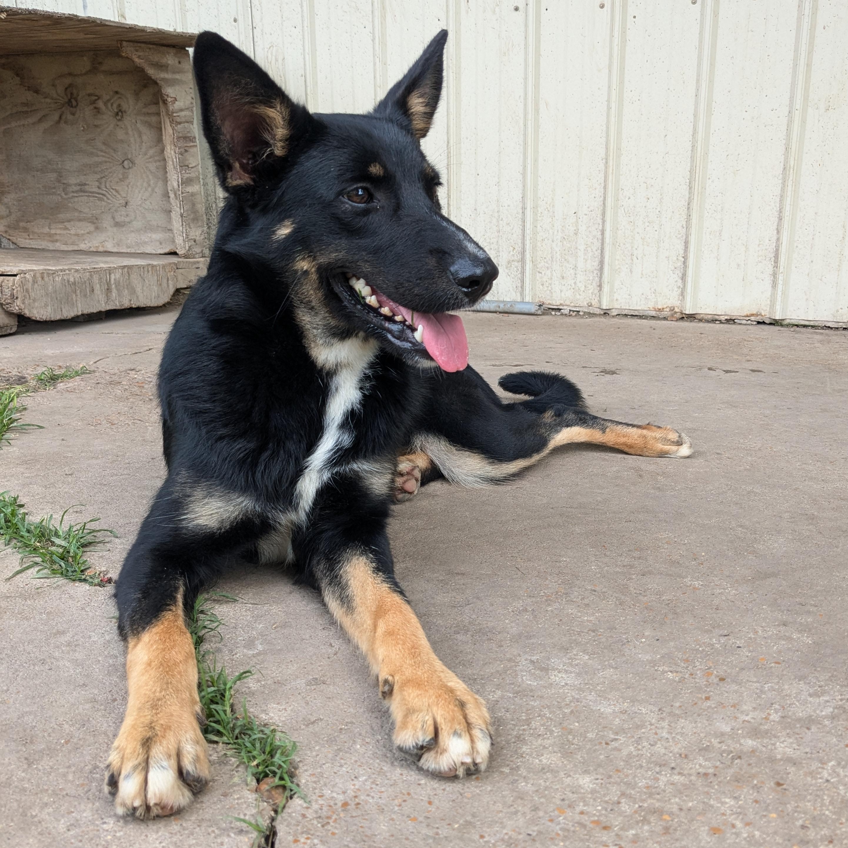 Hiedi, a Adopted mixed breed in Manchester, NH image 5/5