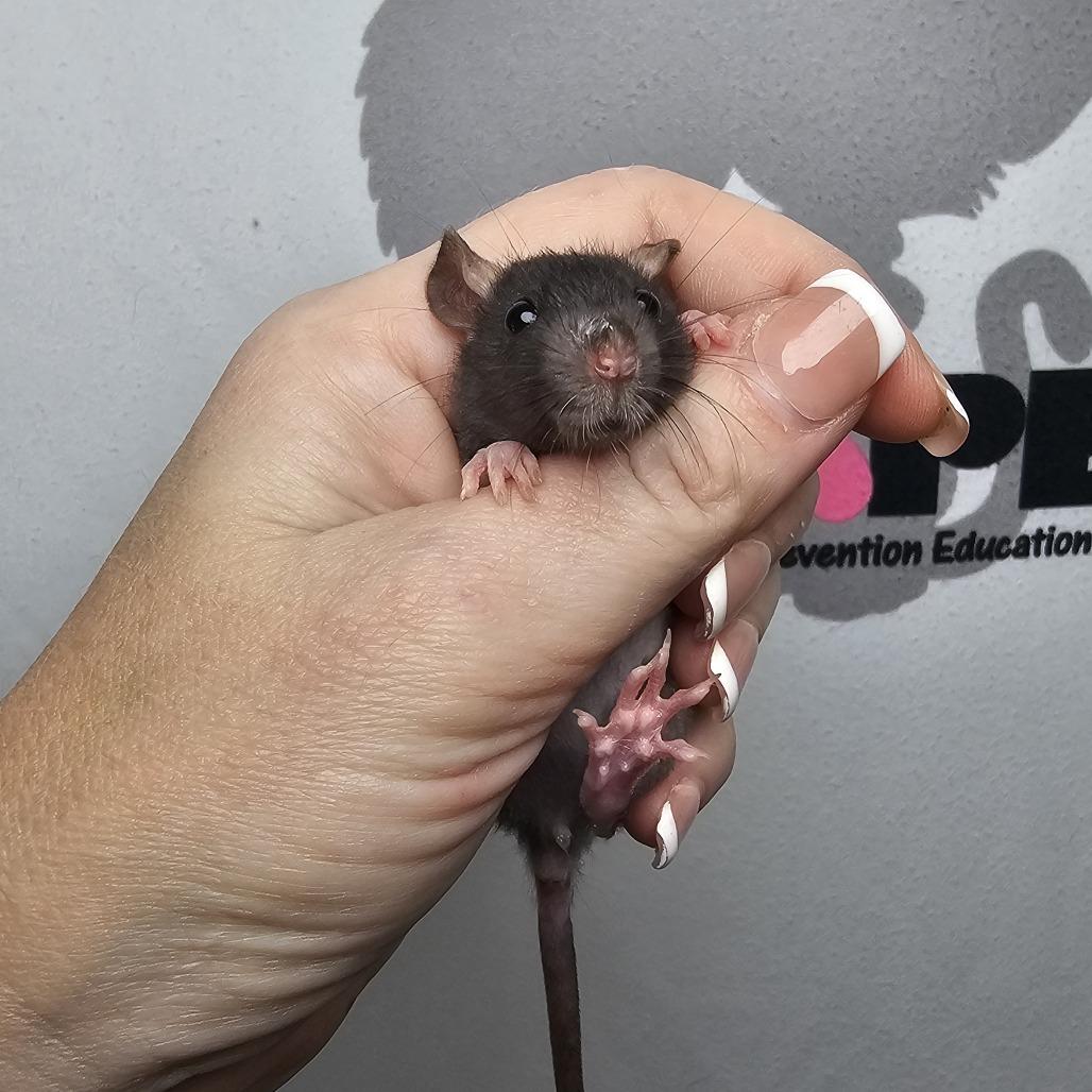 Enlarge Pippy, a Adoptable Rat in Milton, FL image 1/2