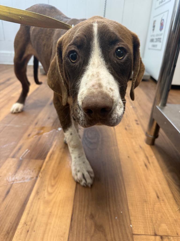 Titanium, Adoptable, Puppy Male Labrador Retriever & Staffordshire Bull Terrier.