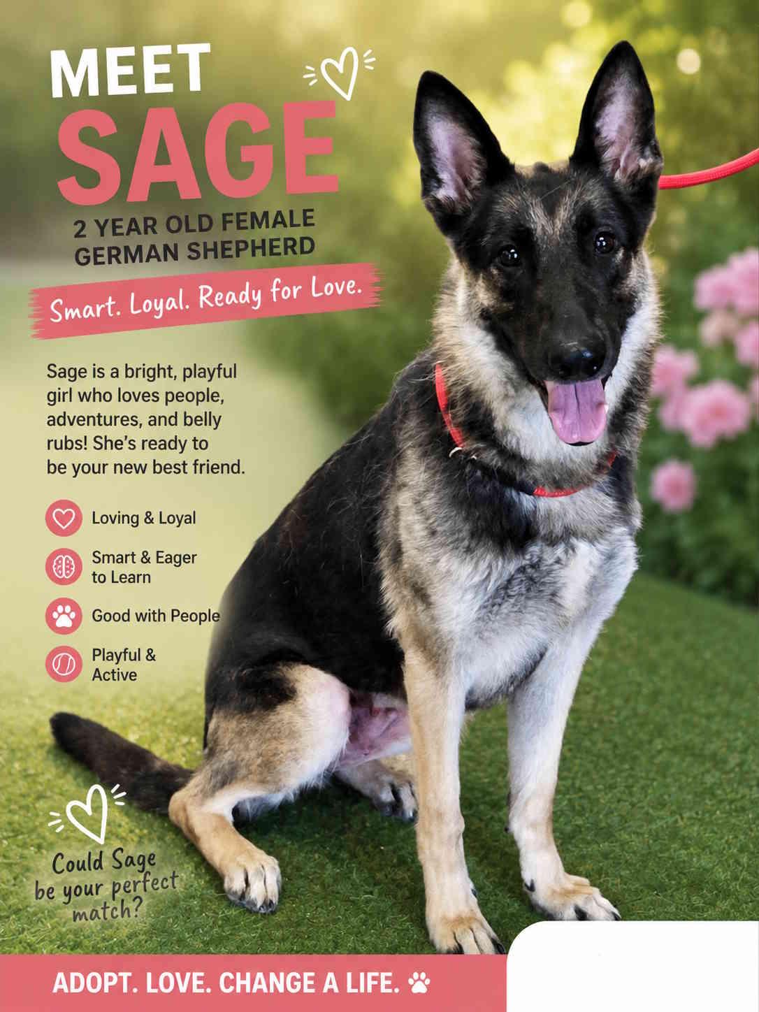 Enlarge Sage, an adopted German Shepherd Dog in York, NE image 1/1