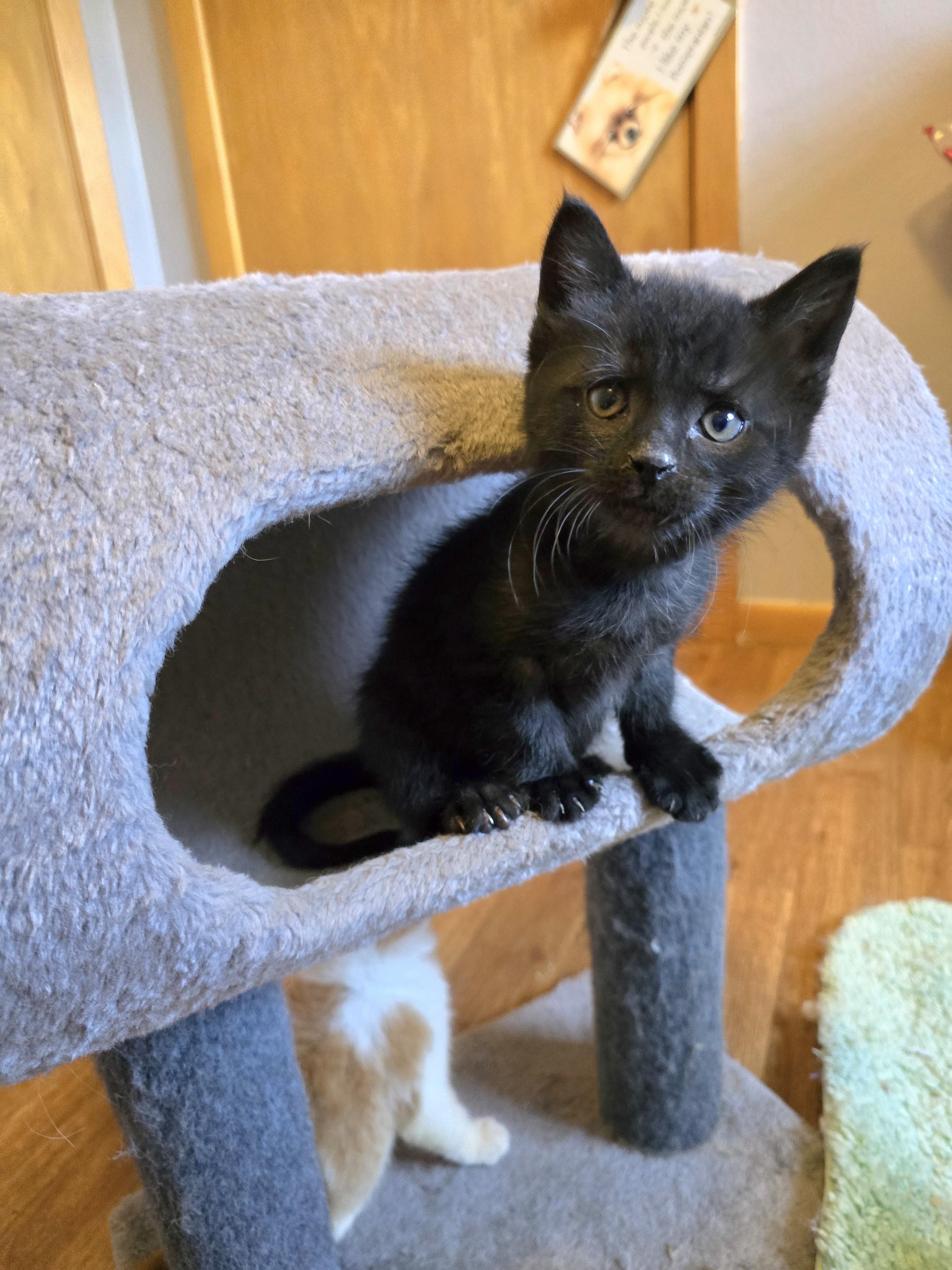 Enlarge Thomas O'Malley, a ADOPTABLE mixed breed in Jamestown, ND image 2/6