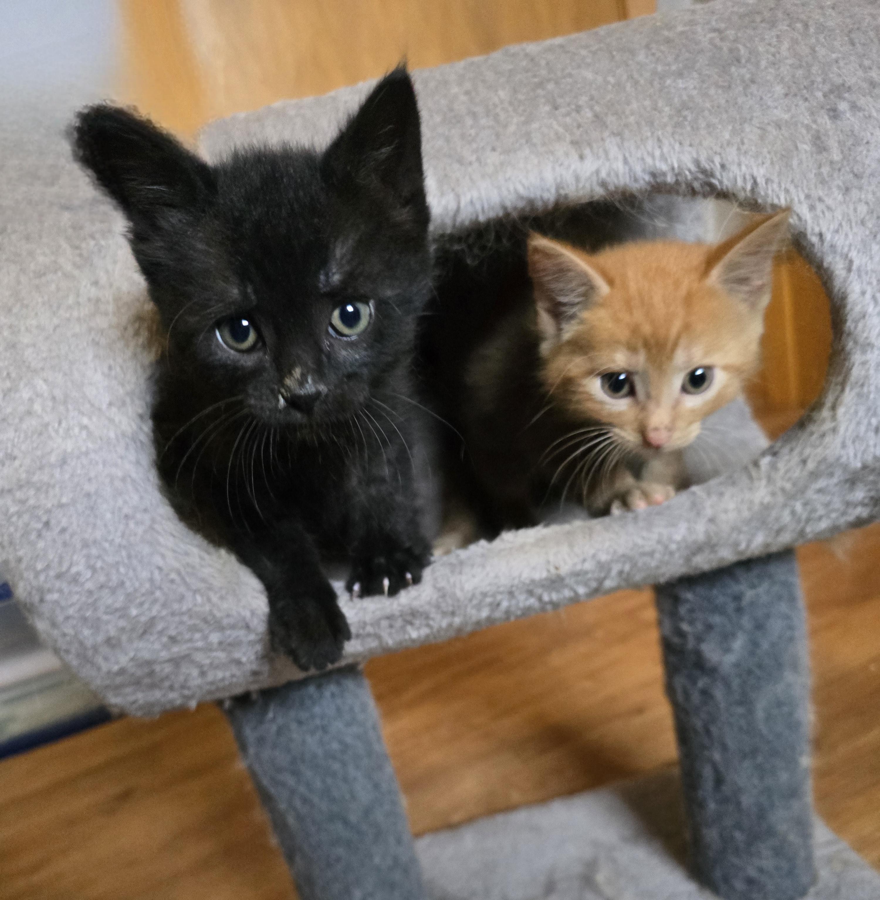Enlarge Thomas O'Malley, a ADOPTABLE mixed breed in Jamestown, ND image 4/6