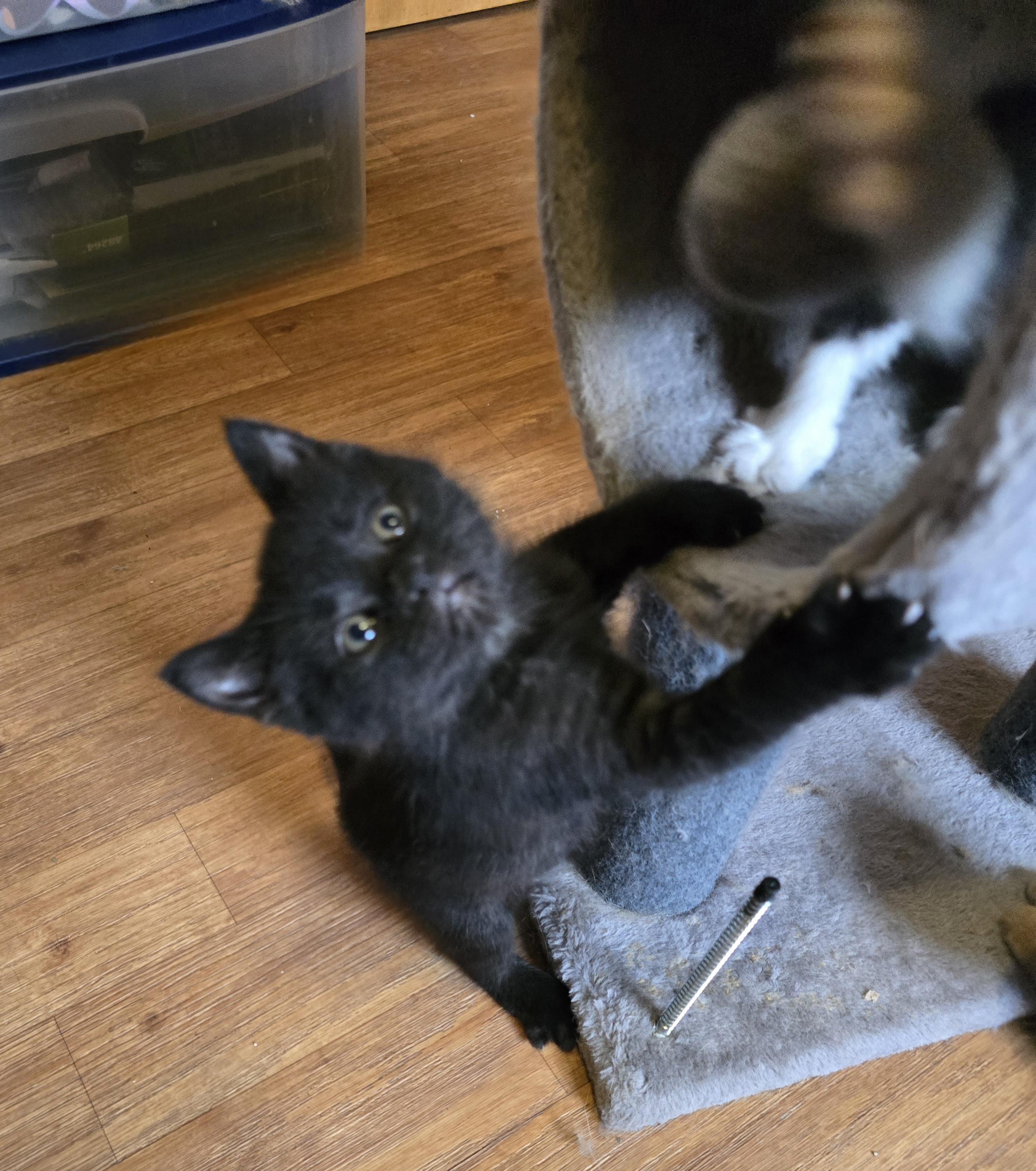 Enlarge Thomas O'Malley, a ADOPTABLE mixed breed in Jamestown, ND image 5/6