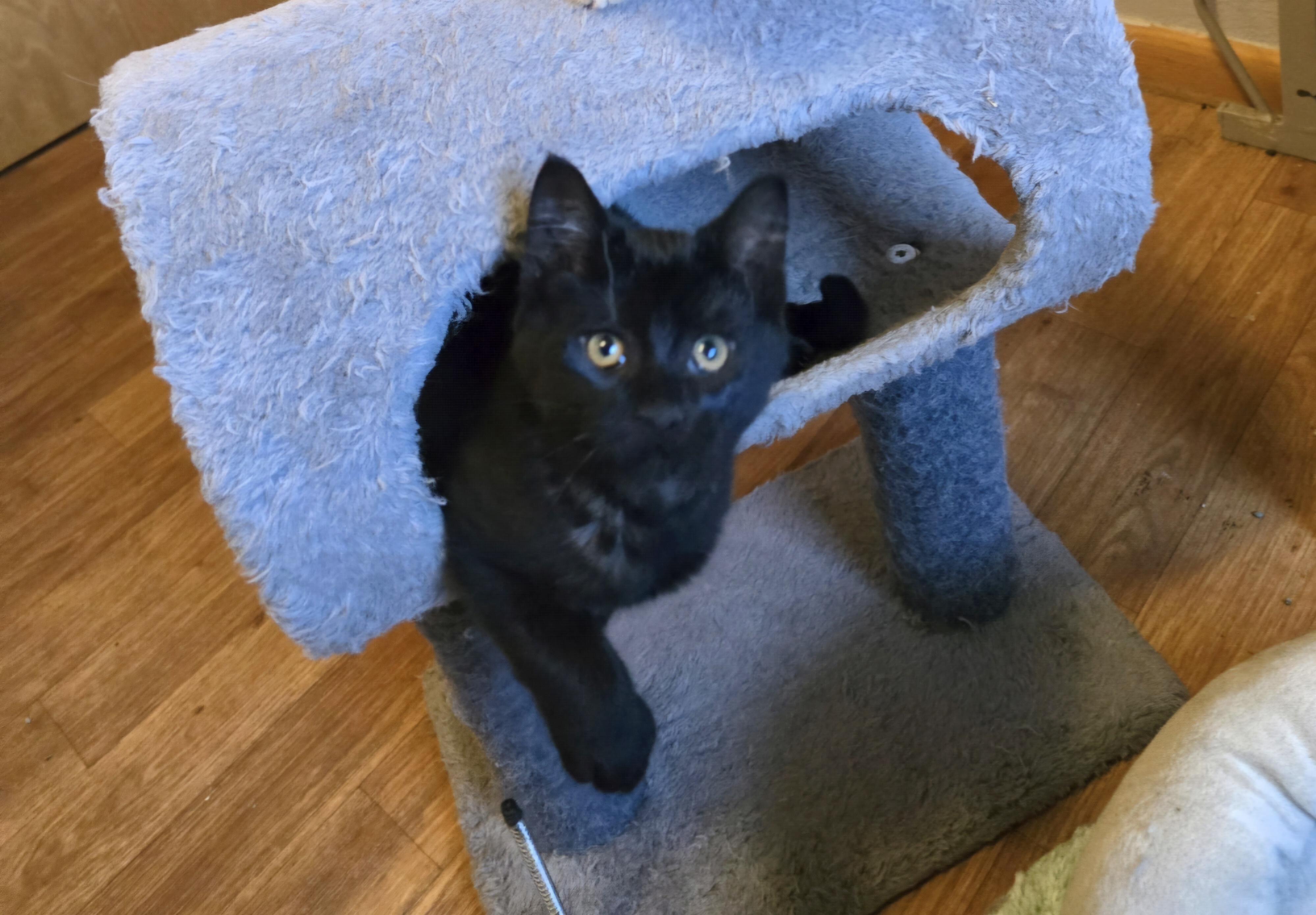 Enlarge Thomas O'Malley, a Adoptable mixed breed in Jamestown, ND image 2/6