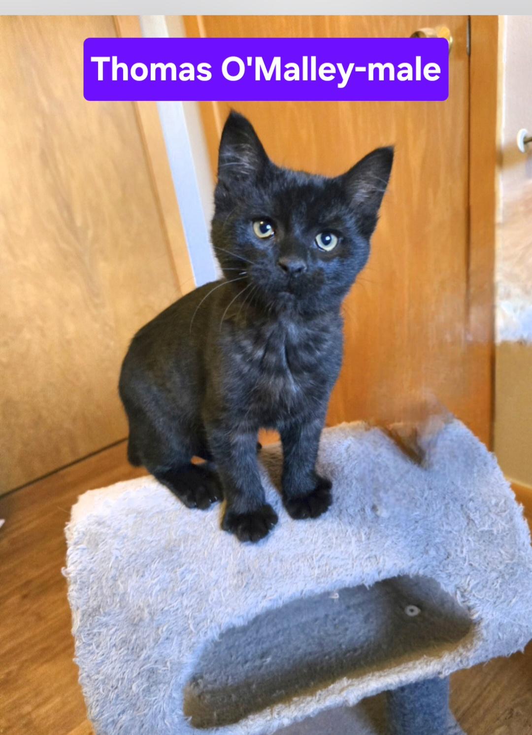 Enlarge Thomas O'Malley, a Adoptable mixed breed in Jamestown, ND image 1/6