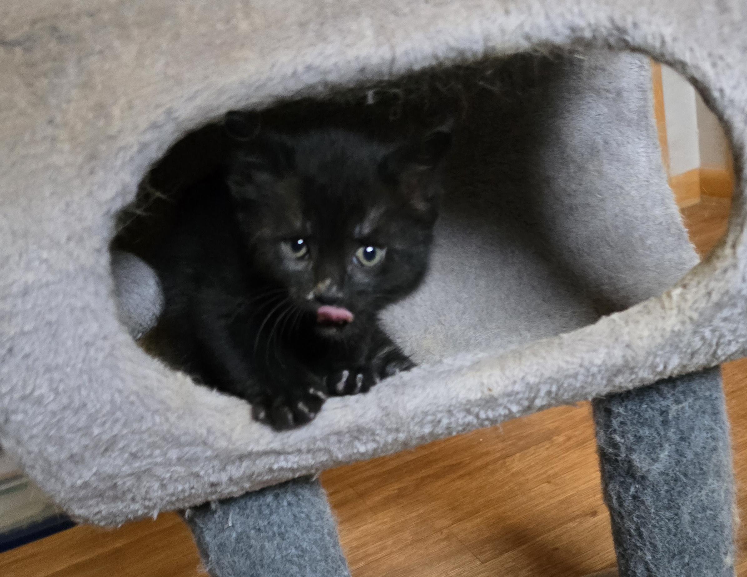 Enlarge Thomas O'Malley, a ADOPTABLE mixed breed in Jamestown, ND image 3/6