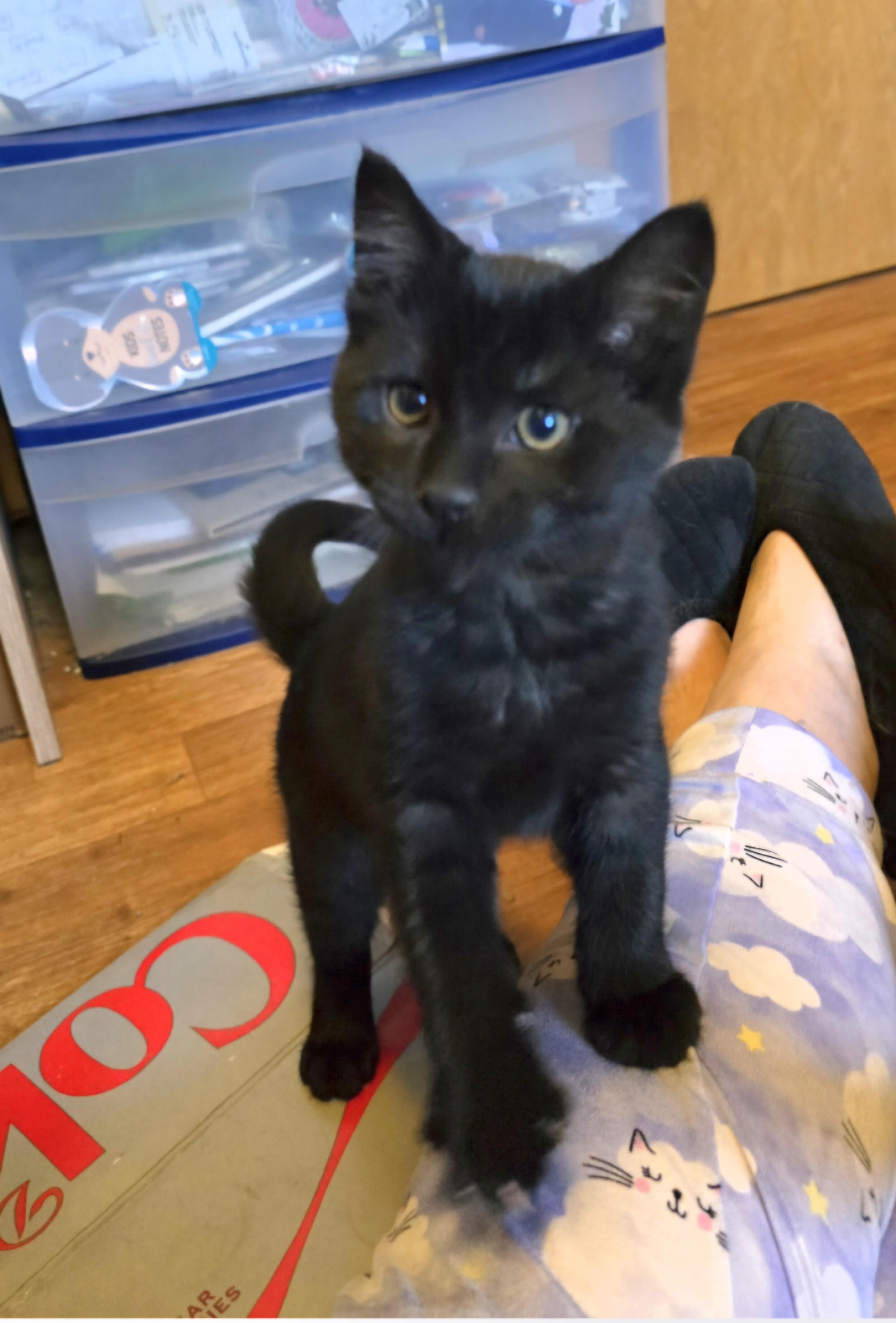 Enlarge Thomas O'Malley, a Adoptable mixed breed in Jamestown, ND image 3/6