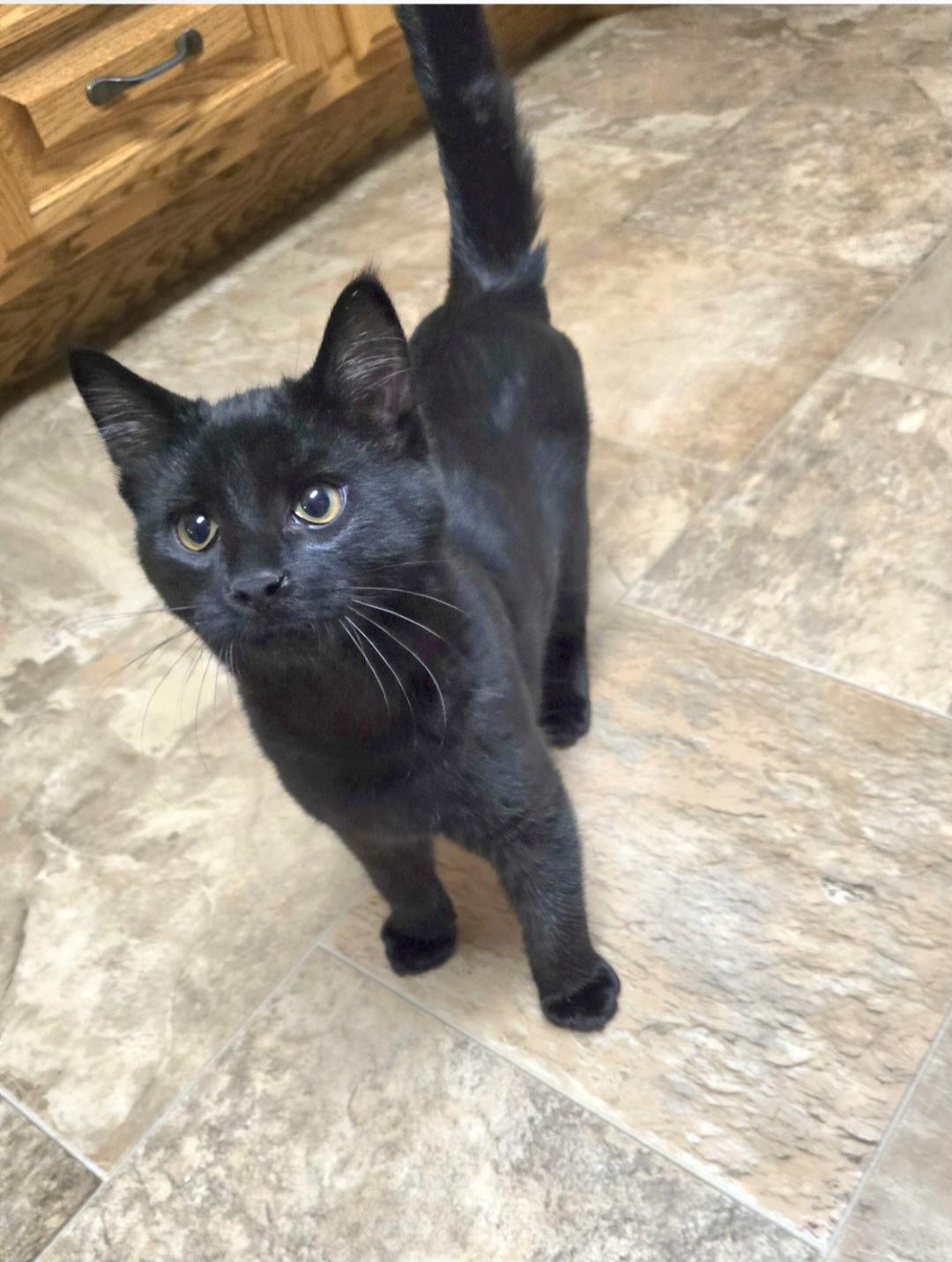 Thomas O'Malley, Adoptable, Kitten Male Domestic Medium Hair.