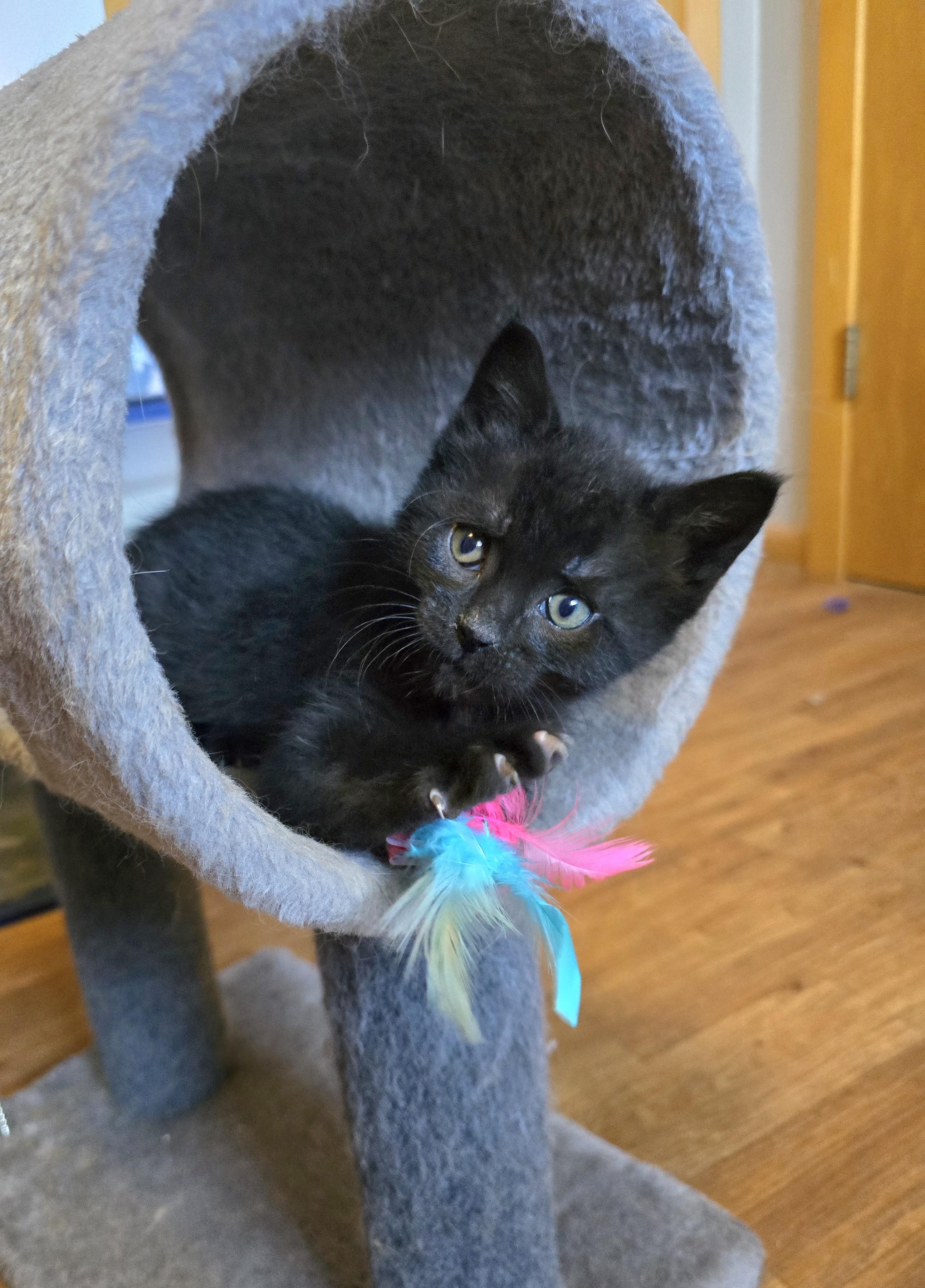 Thomas O'Malley, ADOPTABLE, Kitten Male Domestic Medium Hair.