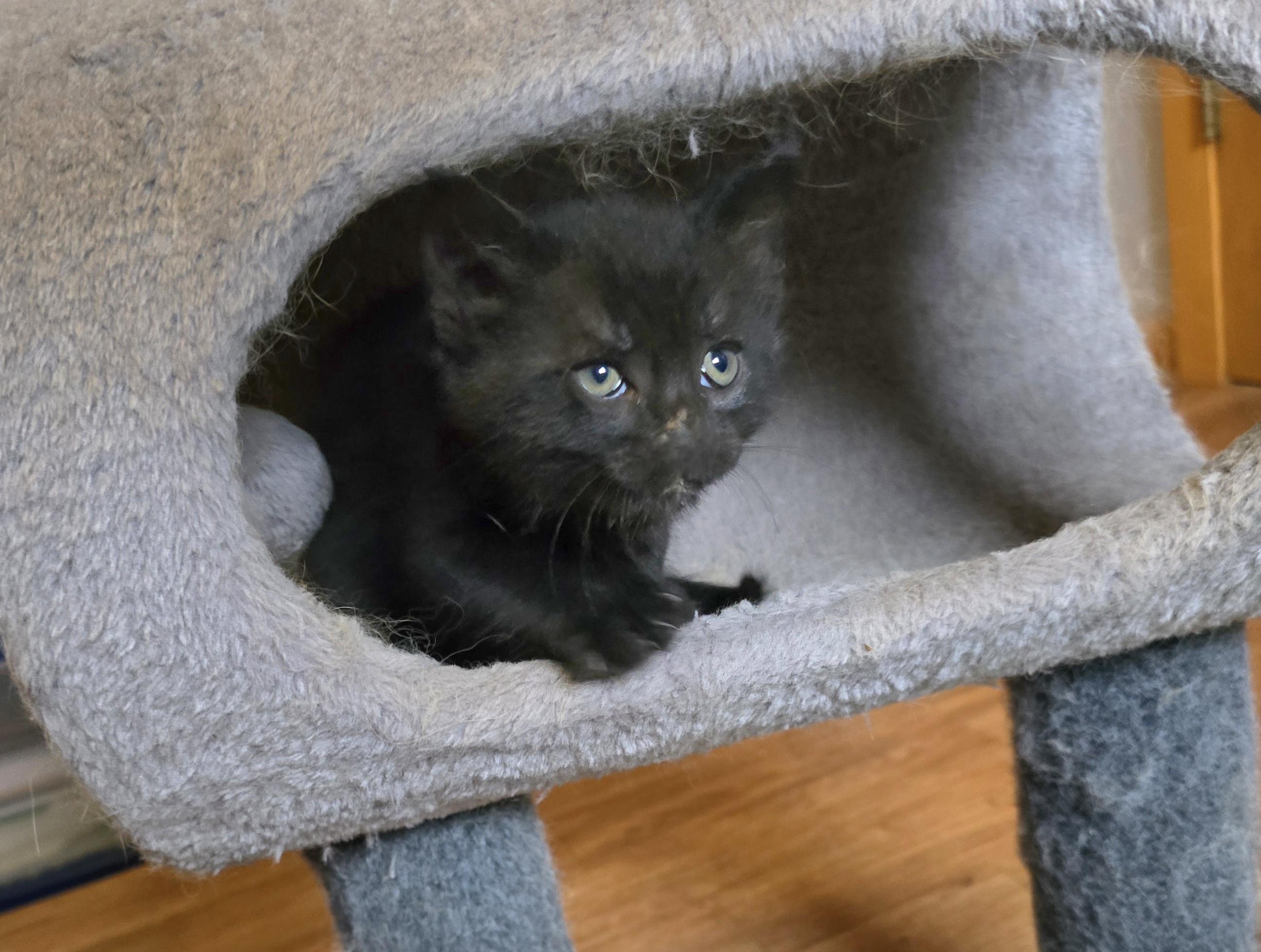 Enlarge Thomas O'Malley, a ADOPTABLE mixed breed in Jamestown, ND image 6/6