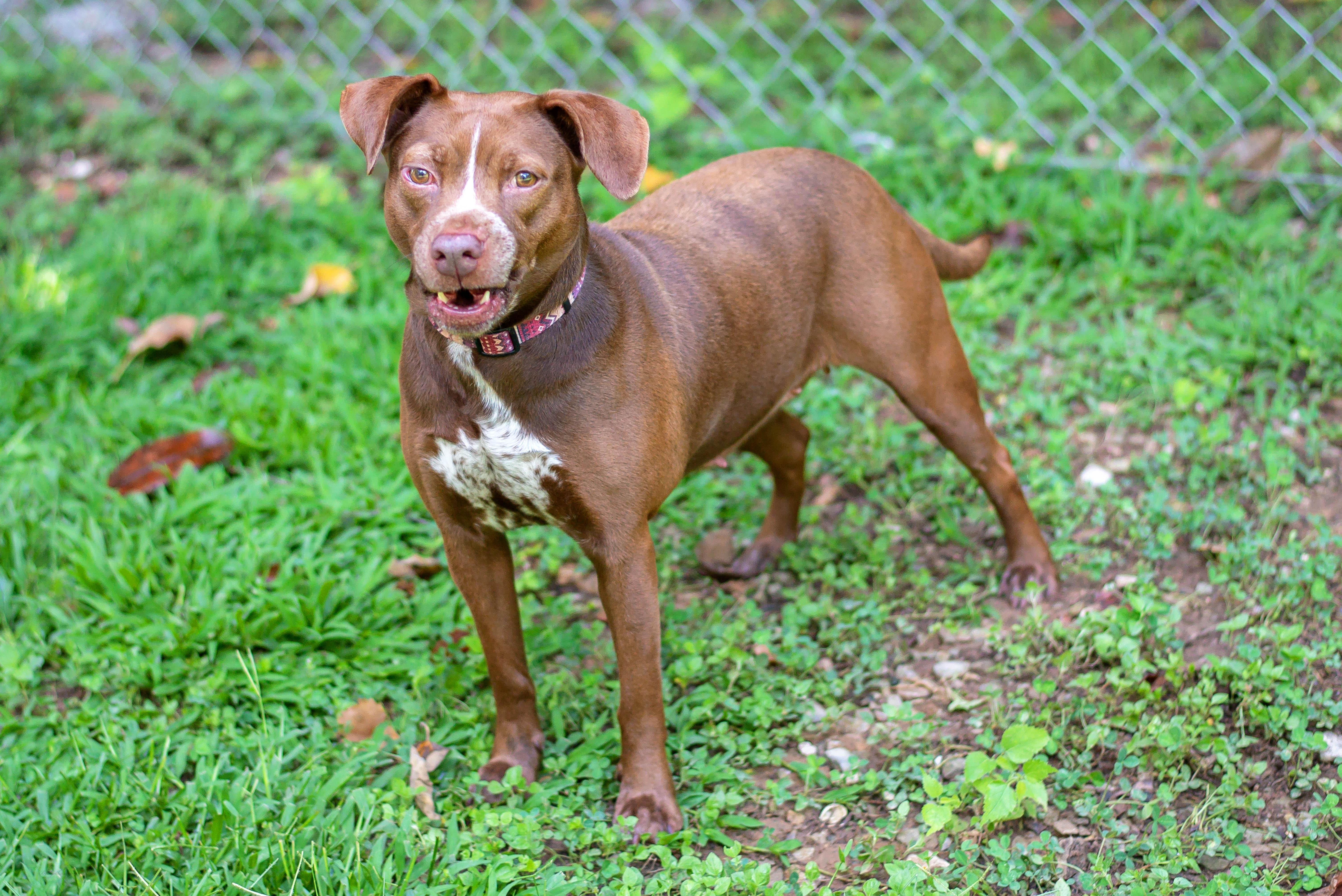 BUTTERFLY, Adoptable, Adult Female Mixed Breed.