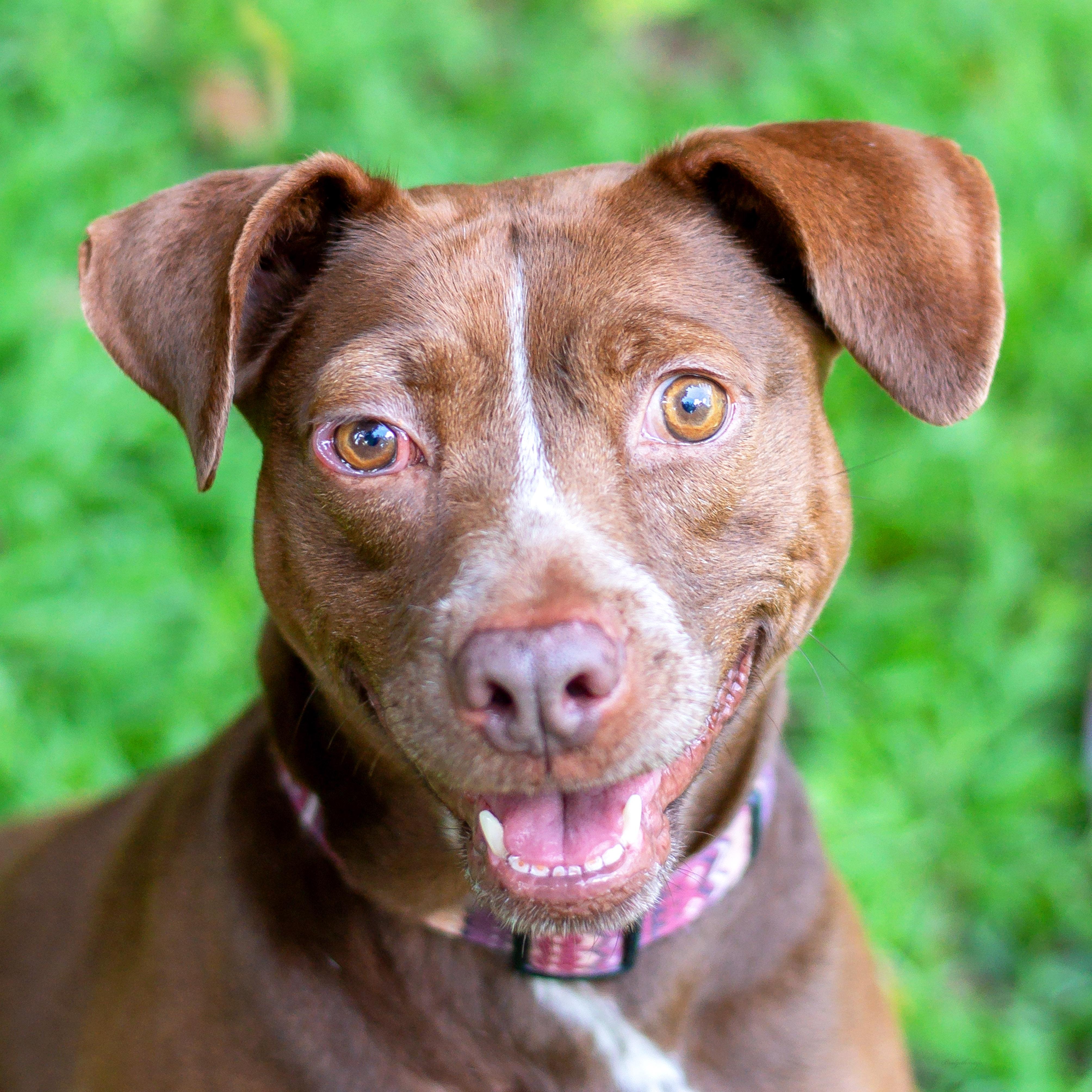 BUTTERFLY, a Adoptable Mixed Breed in Baton Rouge, LA image 2/2