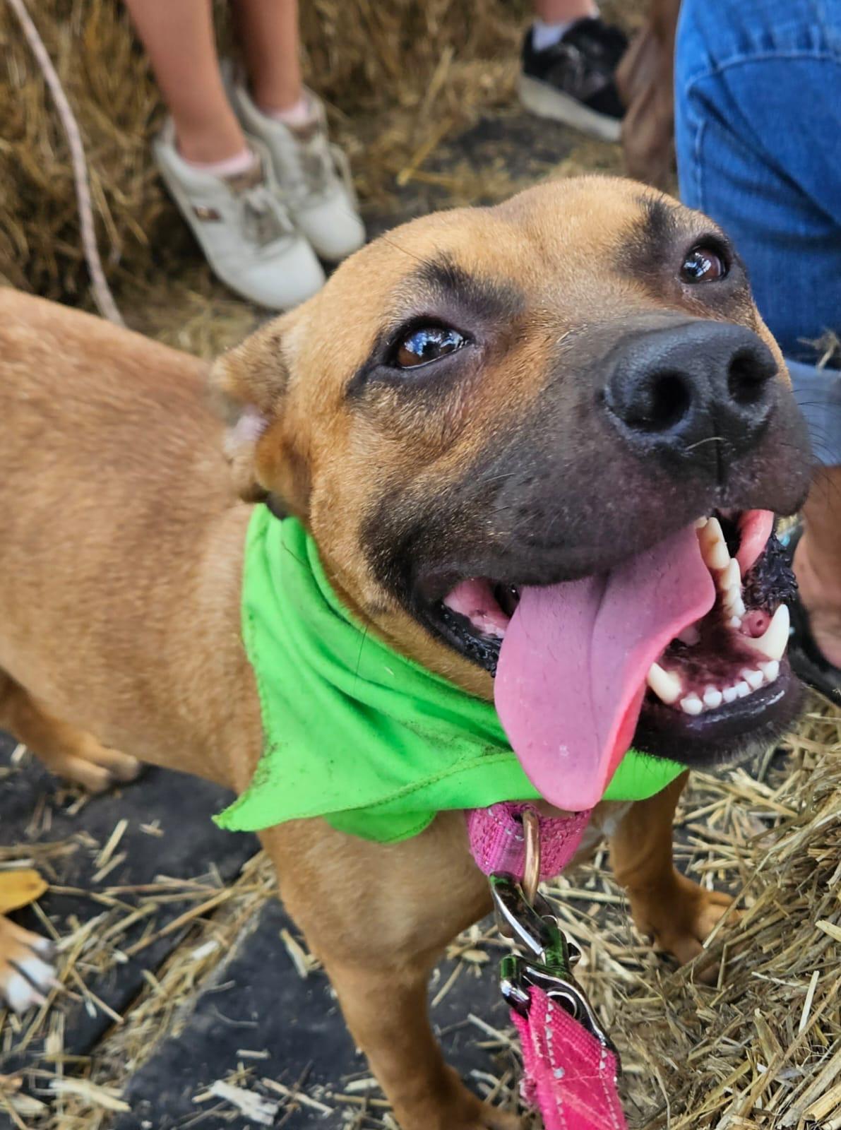 Enlarge Honey, a Adoptable mixed breed in Sanford, NC image 6/6