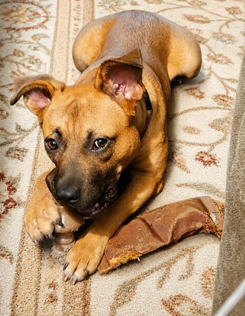 Enlarge Honey, a Adoptable mixed breed in Sanford, NC image 5/6