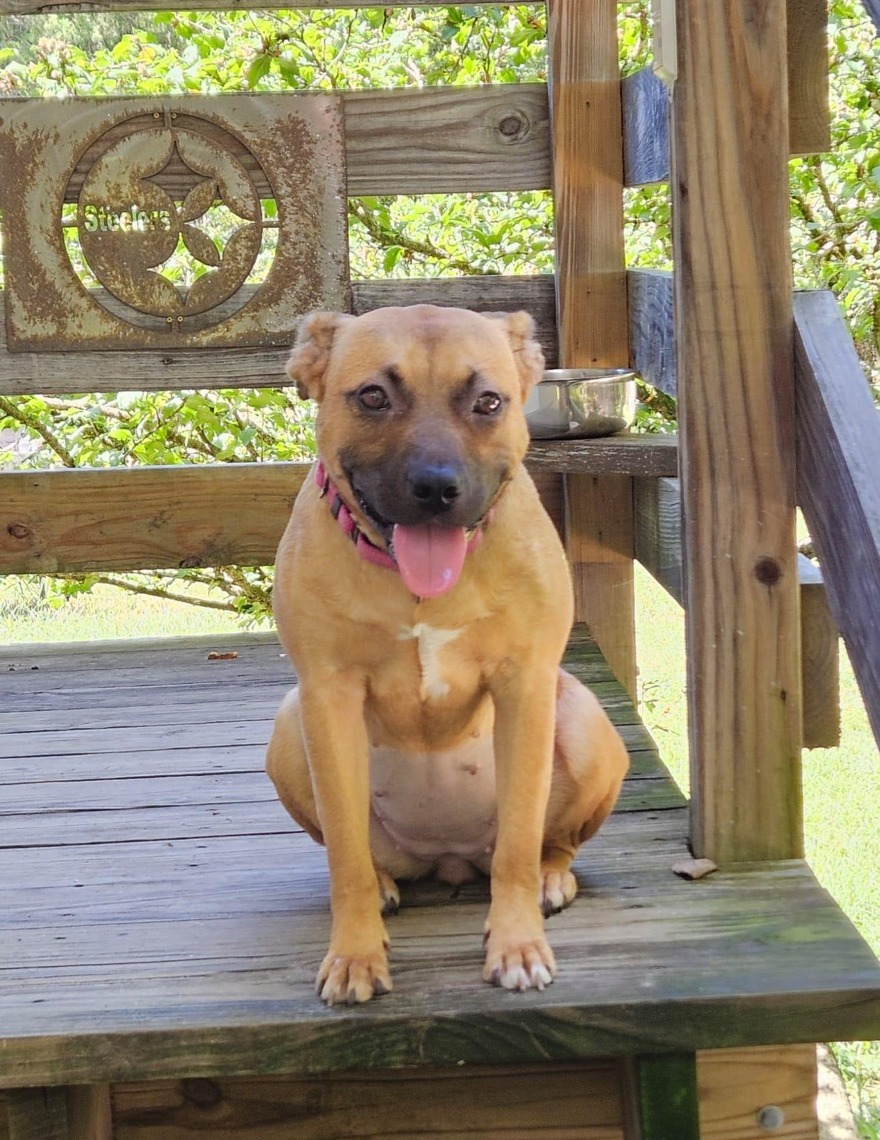 Enlarge Honey, a Adoptable mixed breed in Sanford, NC image 2/6