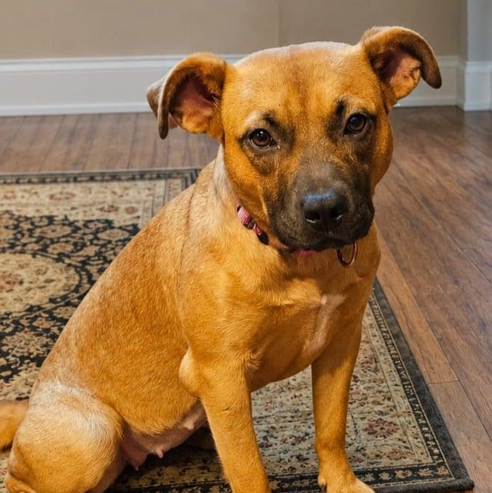 Honey, Adoptable, Adult Female Black Mouth Cur & American Staffordshire Terrier.