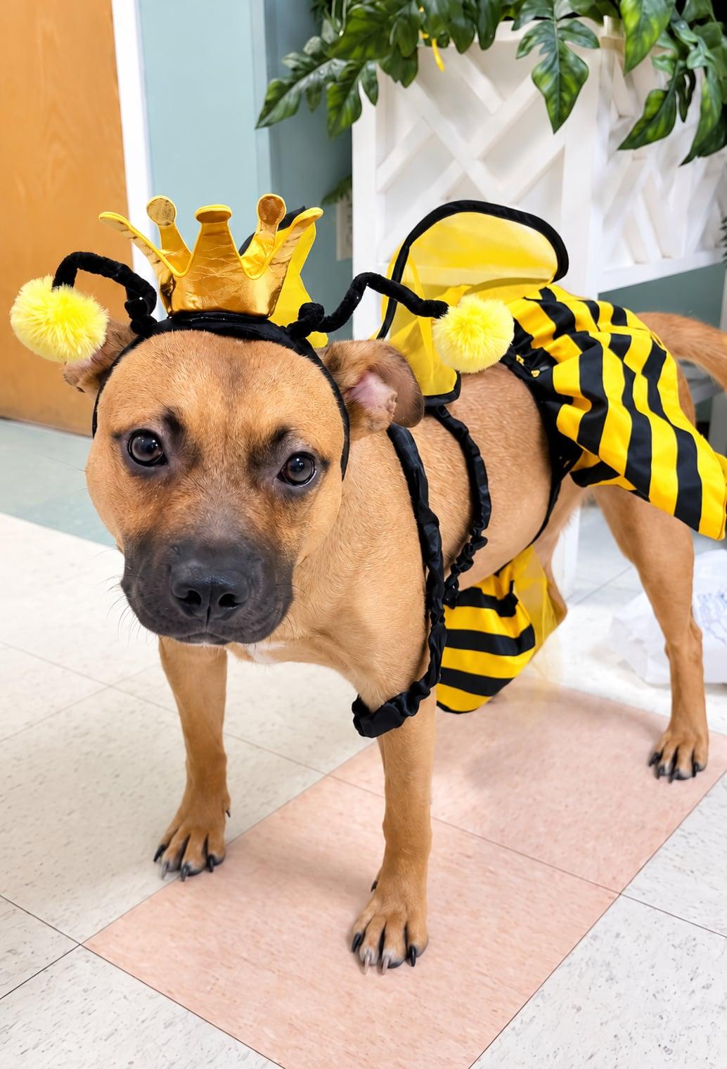 Honey photo