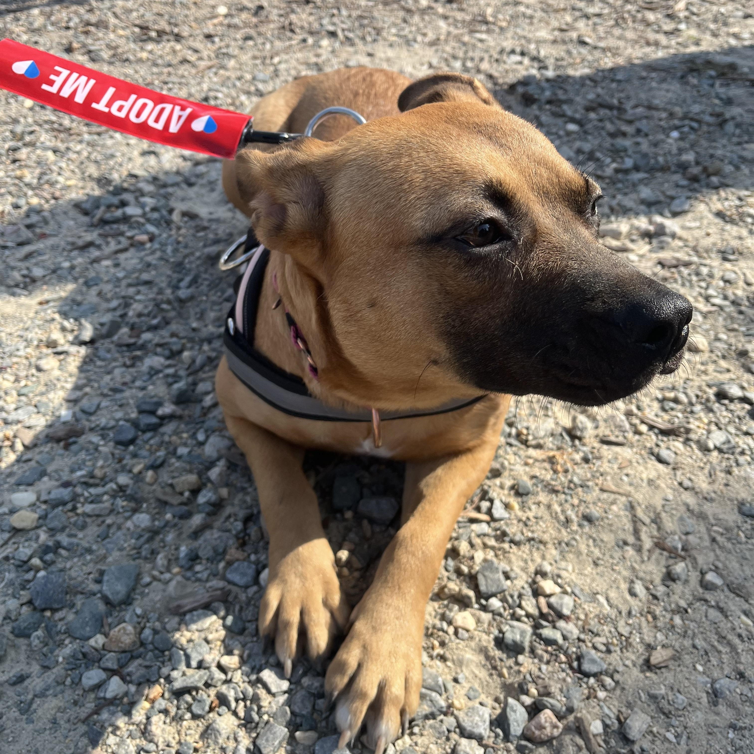 Enlarge Honey, a Adoptable mixed breed in Sanford, NC image 4/6